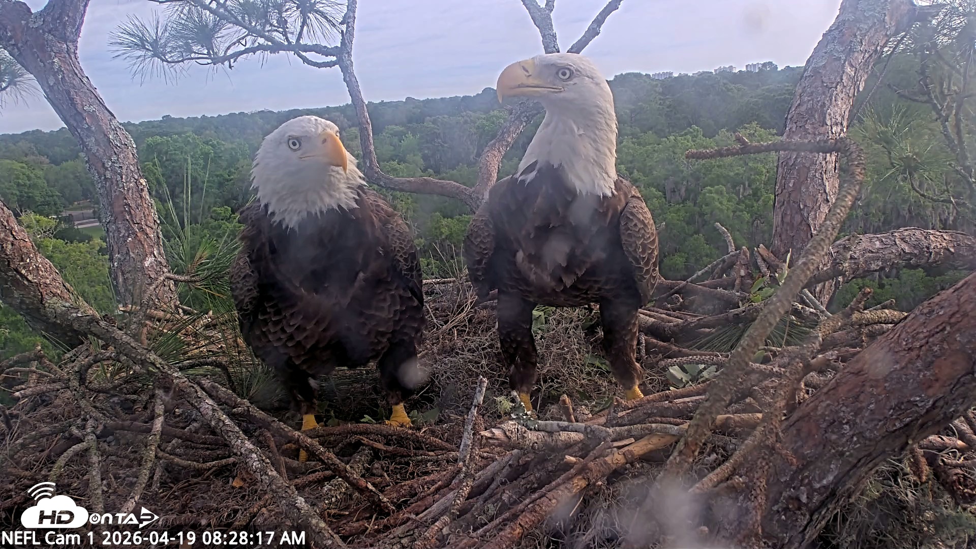 Snapshot of NE Florida Eagles Live Webcam taken Apr 19, 2026, 8:29am EDT