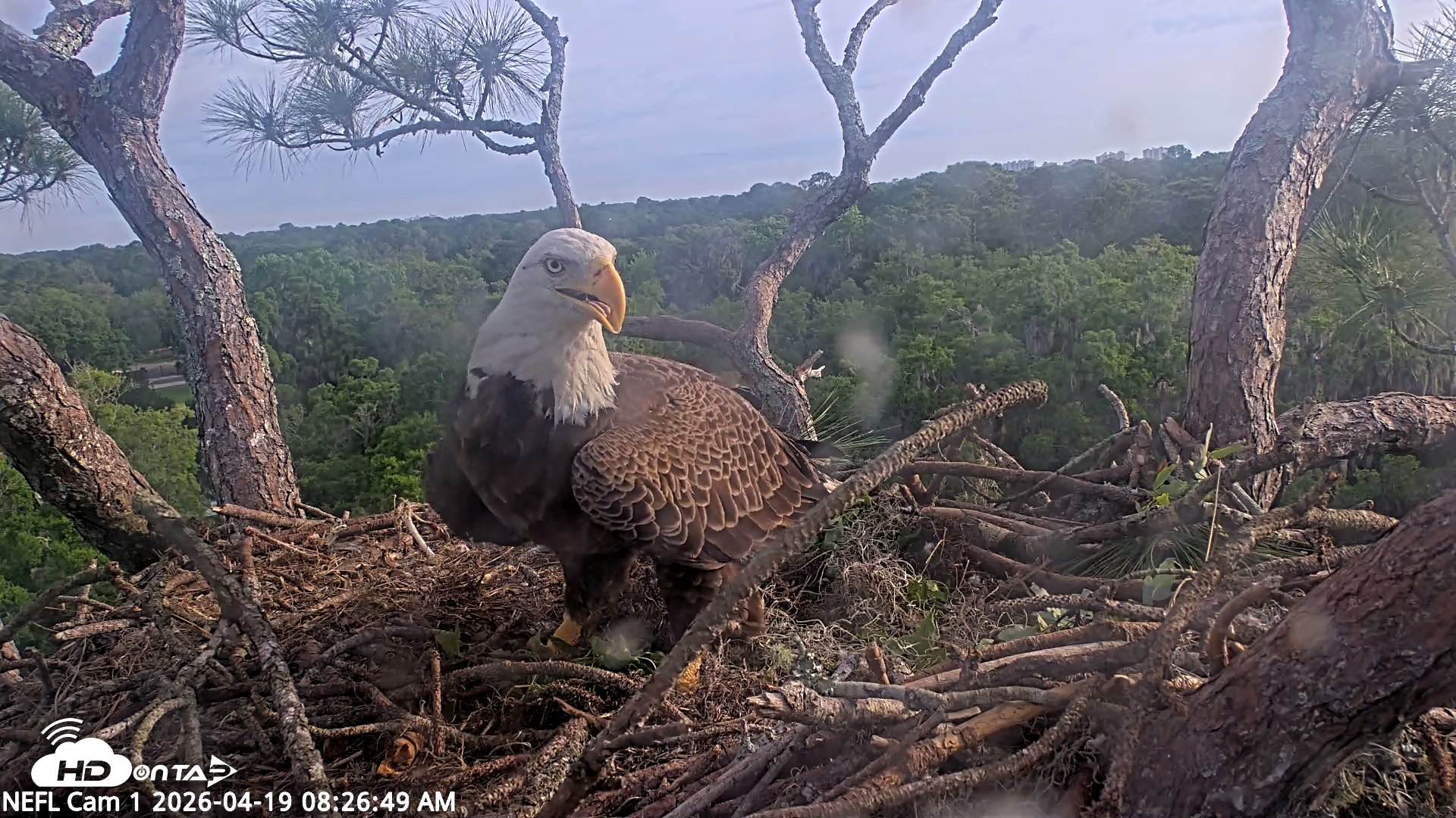 Snapshot of NE Florida Eagles Live Webcam taken Apr 19, 2026, 8:27am EDT
