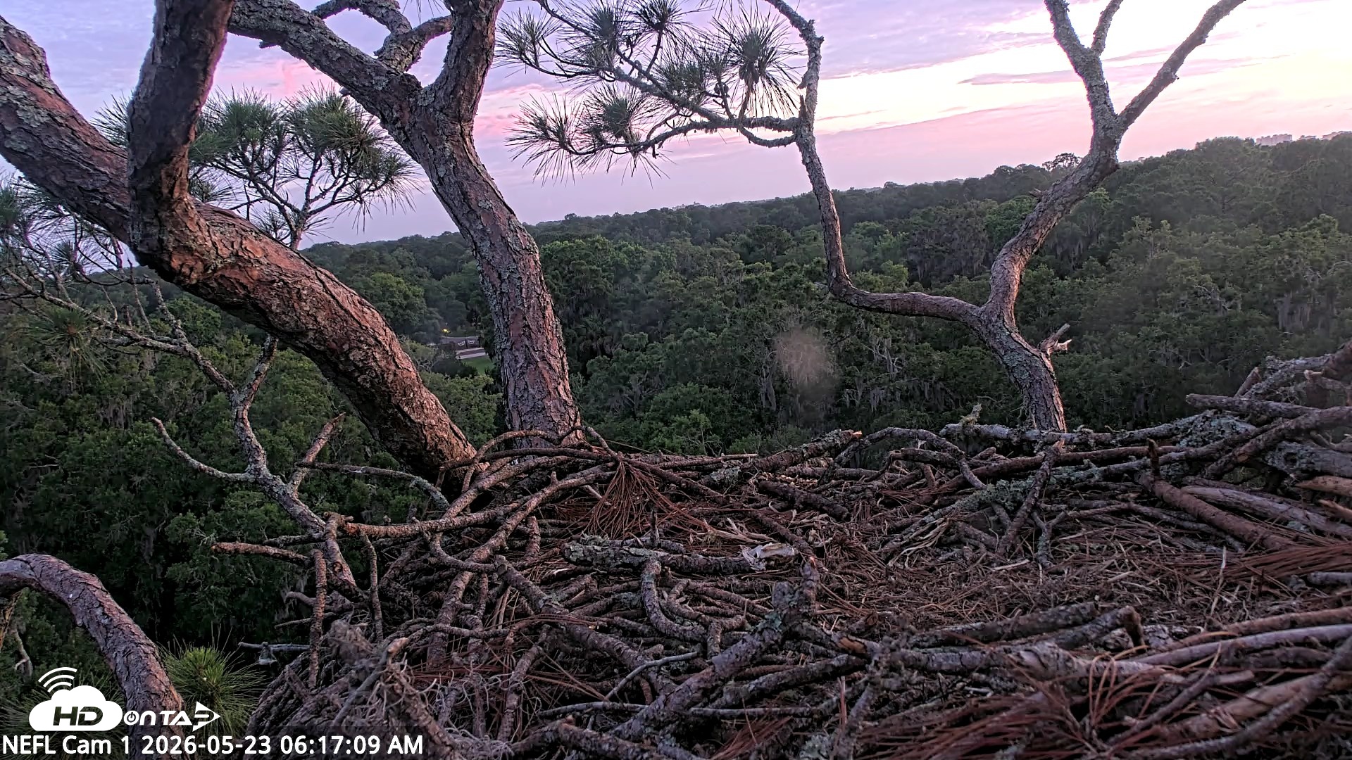 Snapshot of NE Florida Eagles Live Webcam taken May 23, 2026, 6:18am EDT