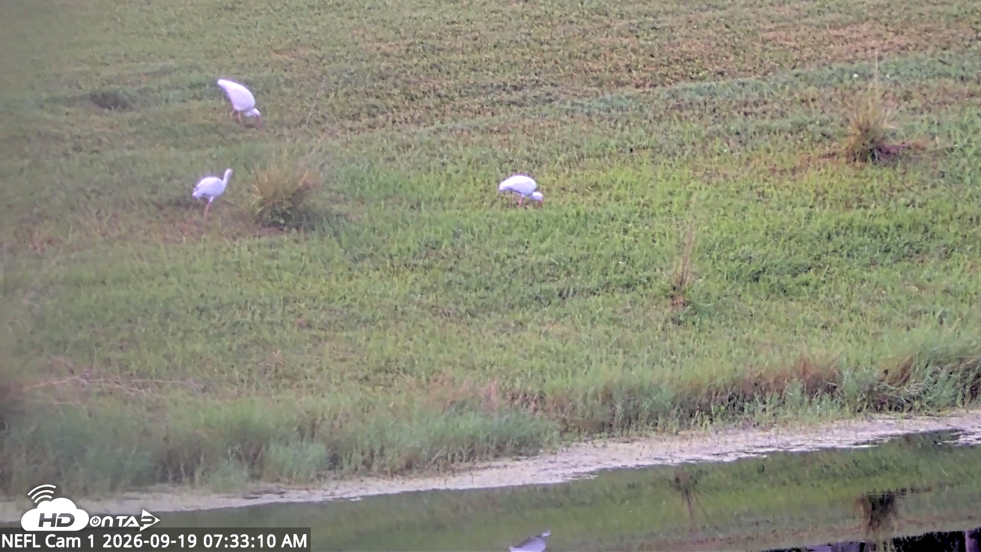 Snapshot of NE Florida Eagles Live Webcam taken Sep 19, 2026, 7:34am EDT
