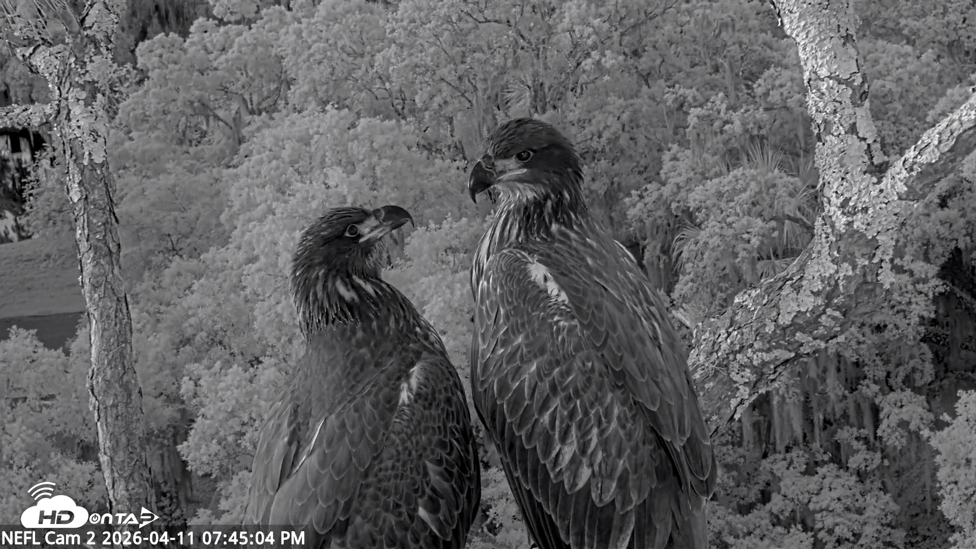 Snapshot of NE Florida Eagles Live Webcam taken Apr 11, 2026, 7:45pm EDT