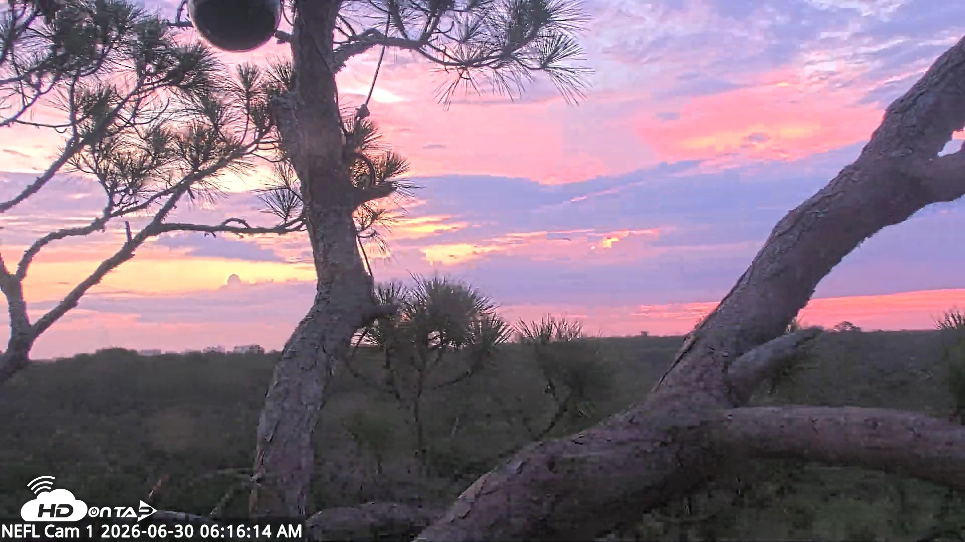 Snapshot of NE Florida Eagles Live Webcam taken Jun 30, 2026, 6:17am EDT