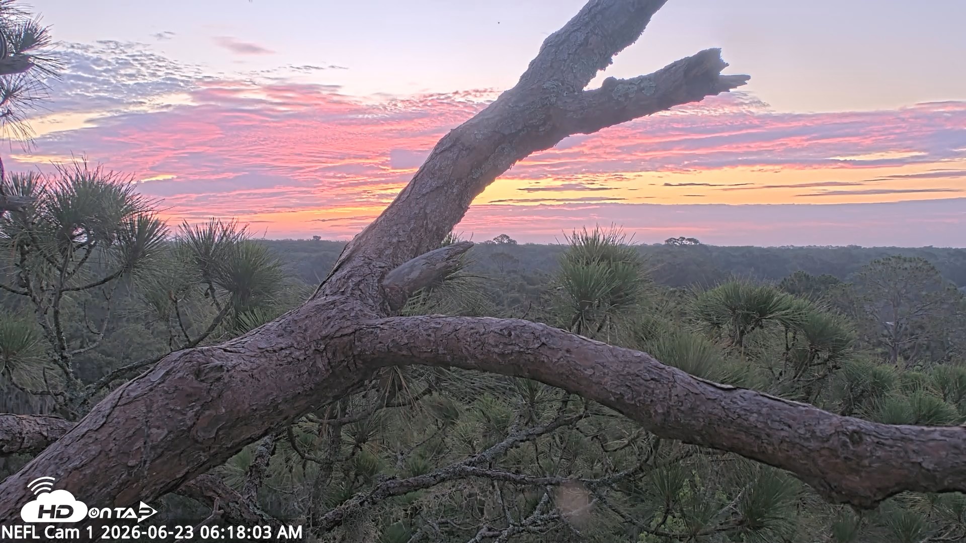 Snapshot of NE Florida Eagles Live Webcam taken Jun 23, 2026, 6:19am EDT