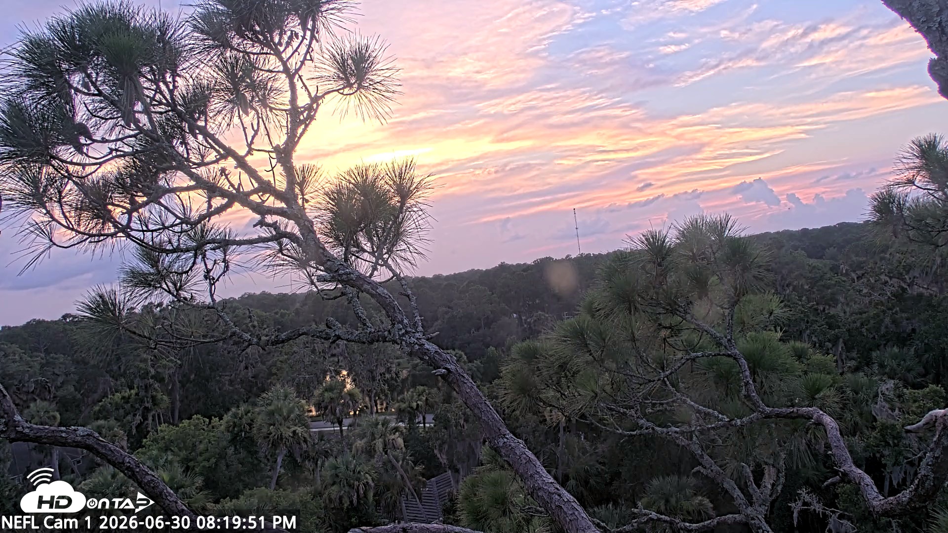 Snapshot of NE Florida Eagles Live Webcam taken Jun 30, 2026, 8:20pm EDT