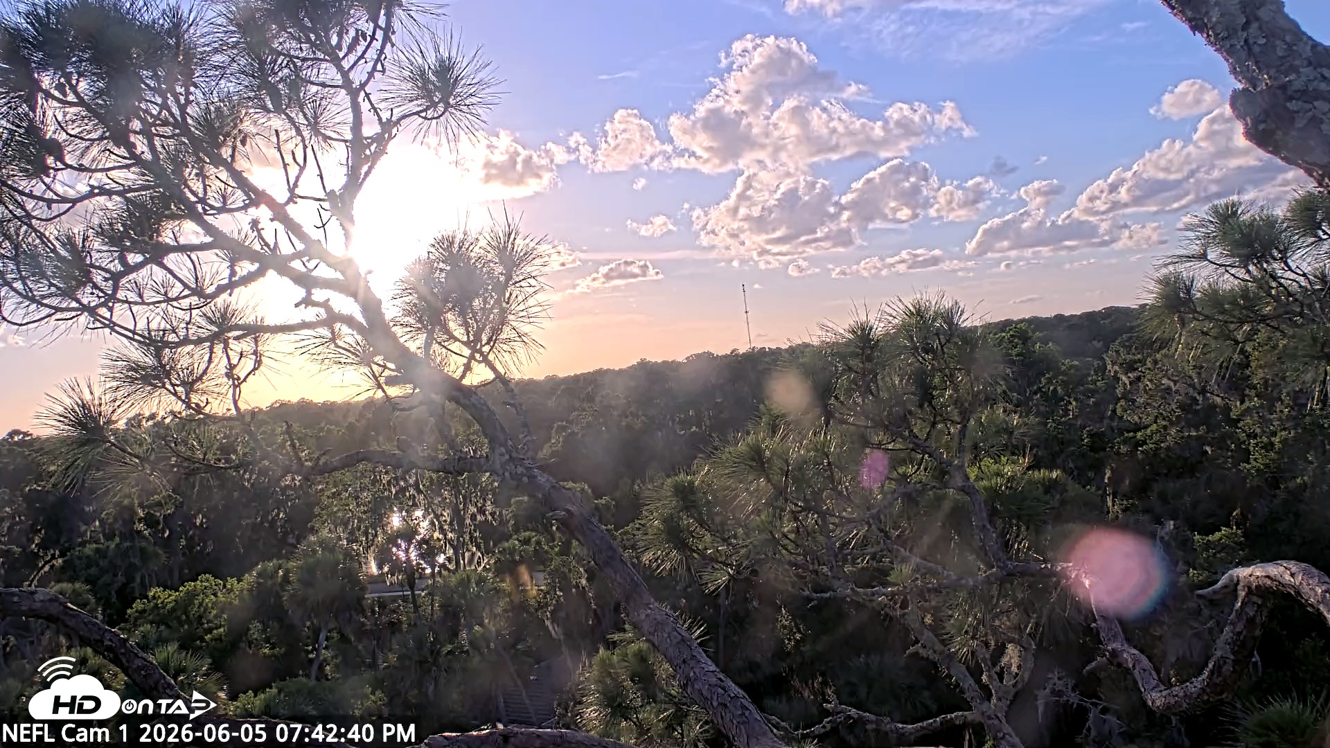 Snapshot of NE Florida Eagles Live Webcam taken Jun 5, 2026, 7:43pm EDT