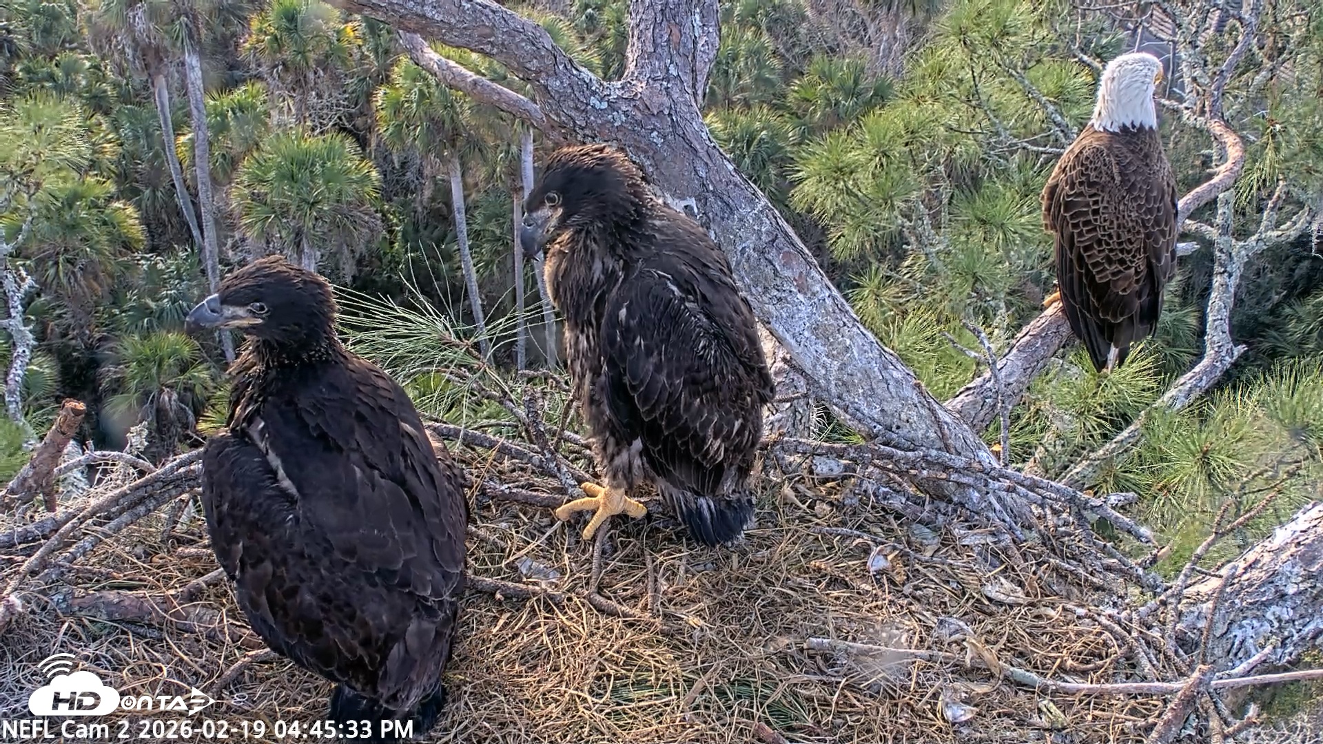 Snapshot of NE Florida Eagles Live Webcam taken Feb 19, 2026, 4:46pm EST