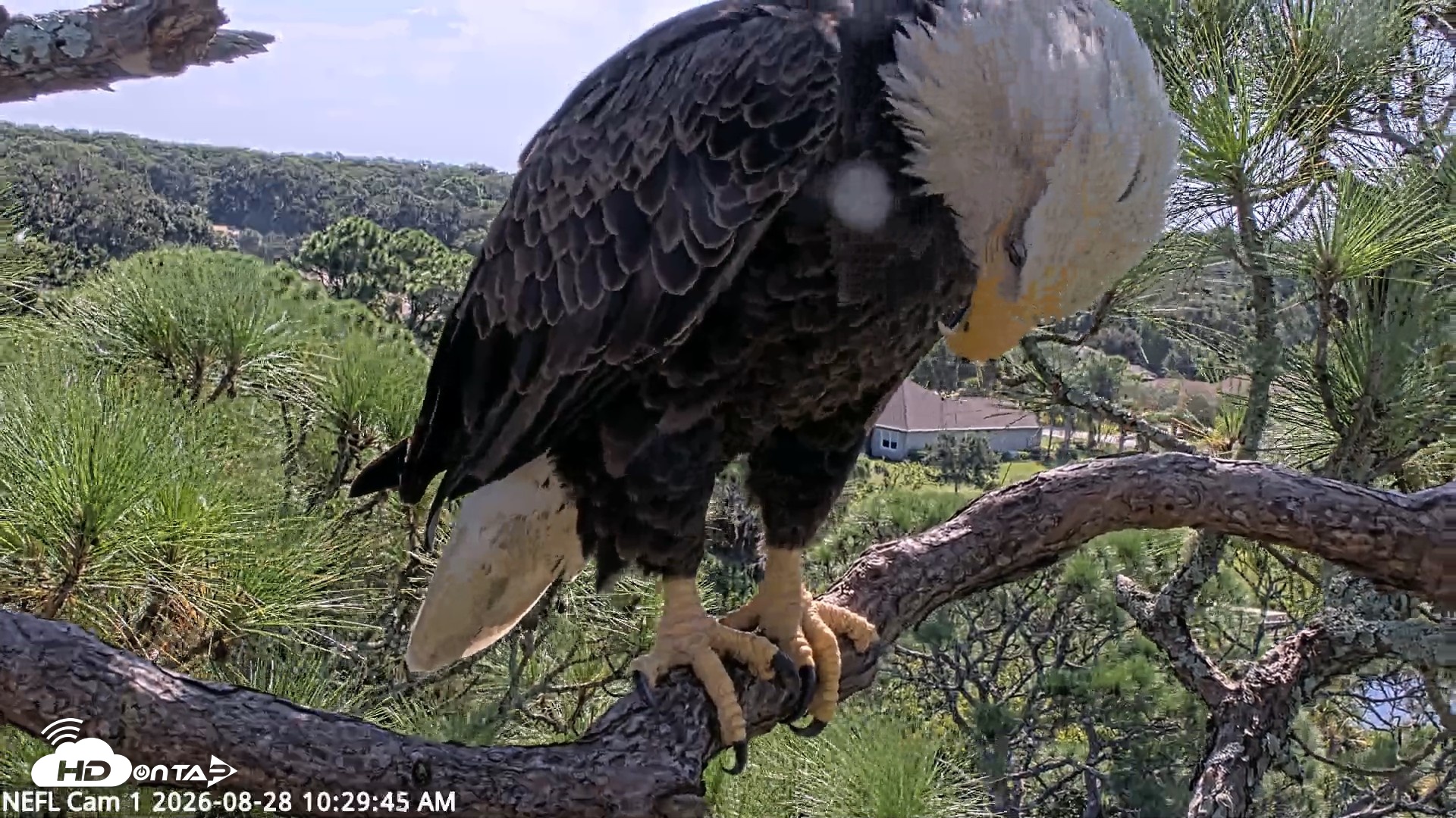 Snapshot of NE Florida Eagles Live Webcam taken Aug 28, 2026, 10:30am EDT