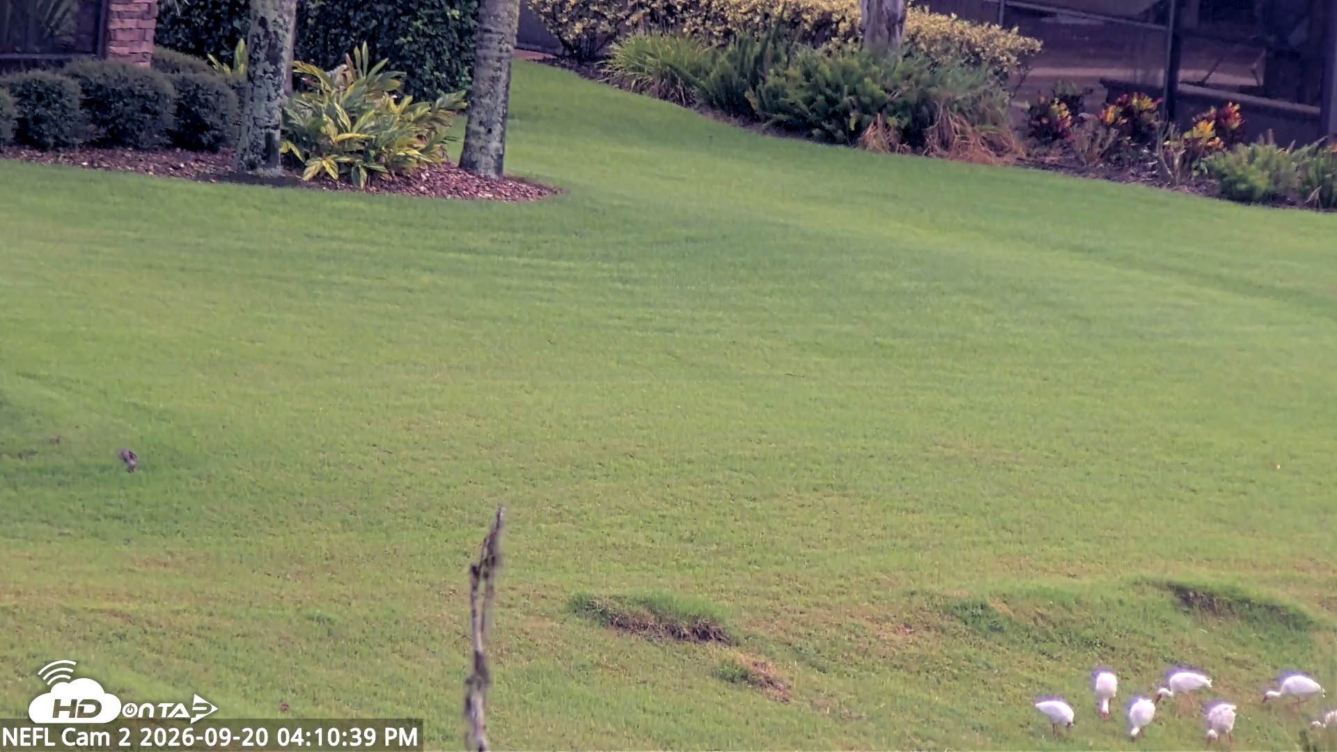 Snapshot of NE Florida Eagles Live Webcam taken Sep 20, 2026, 4:11pm EDT