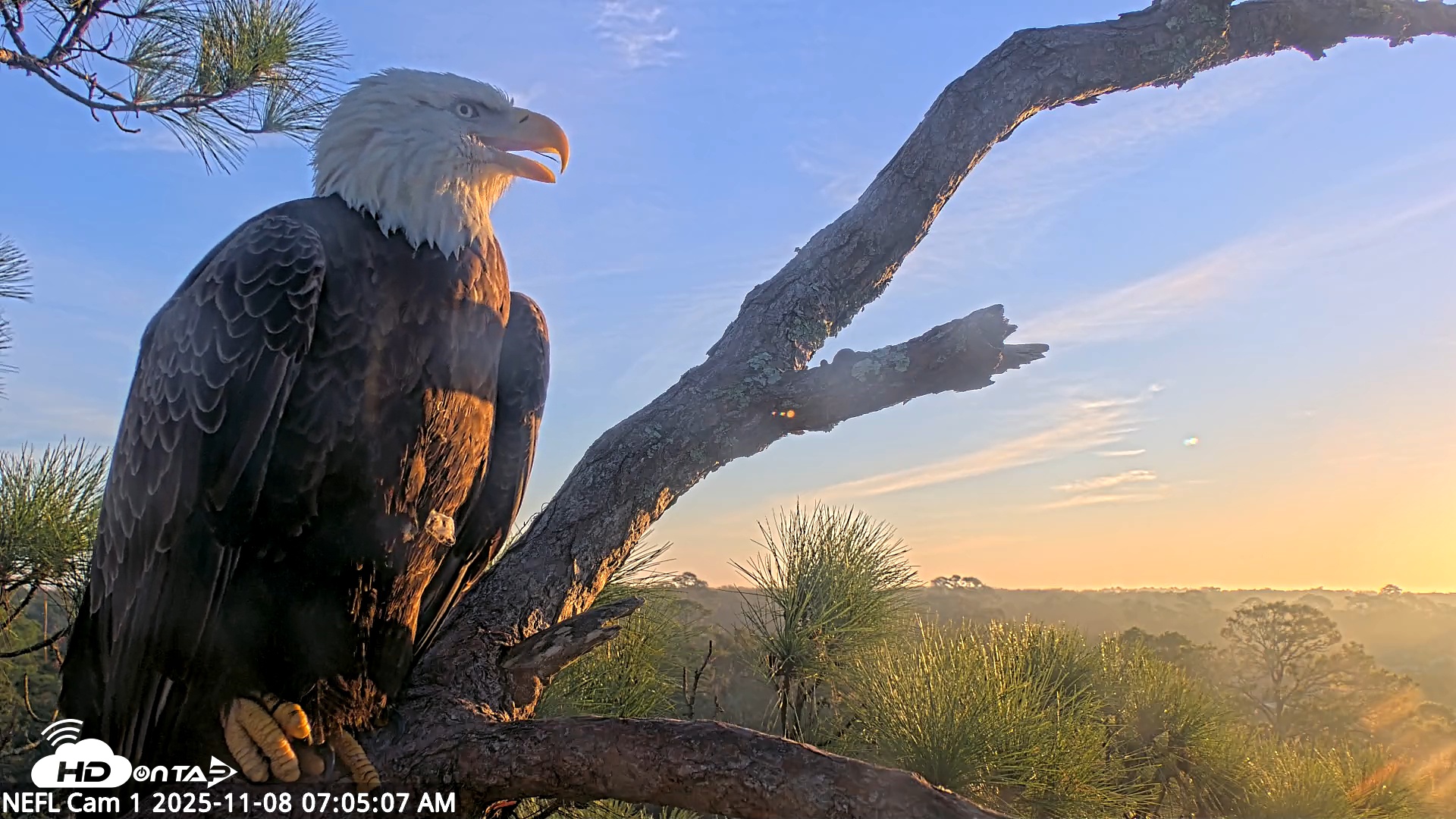 Snapshot of NE Florida Eagles Live Webcam taken Nov 8, 2025, 7:06am EST