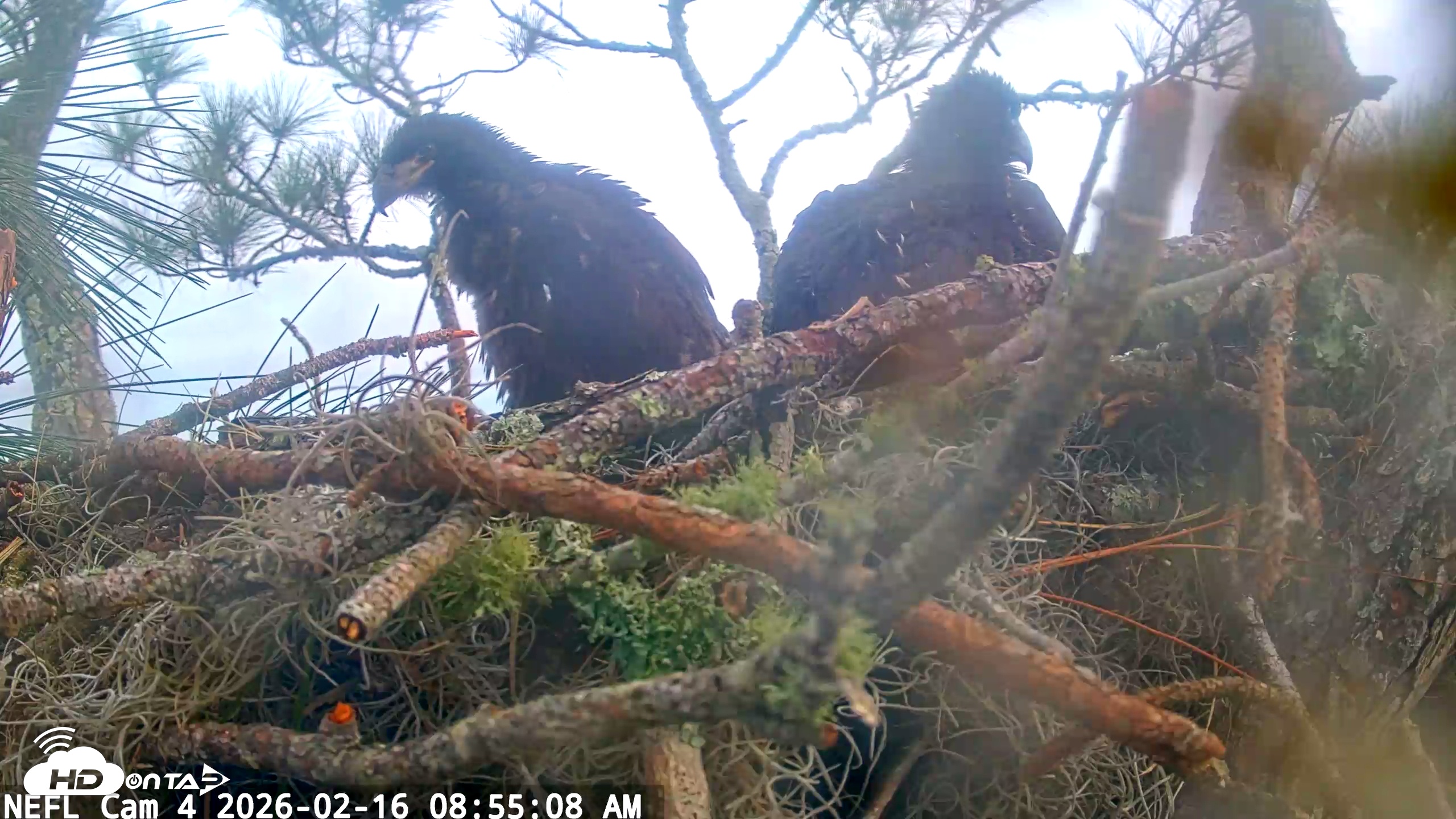Snapshot of NE Florida Eagles Live Webcam taken Feb 16, 2026, 8:56am EST