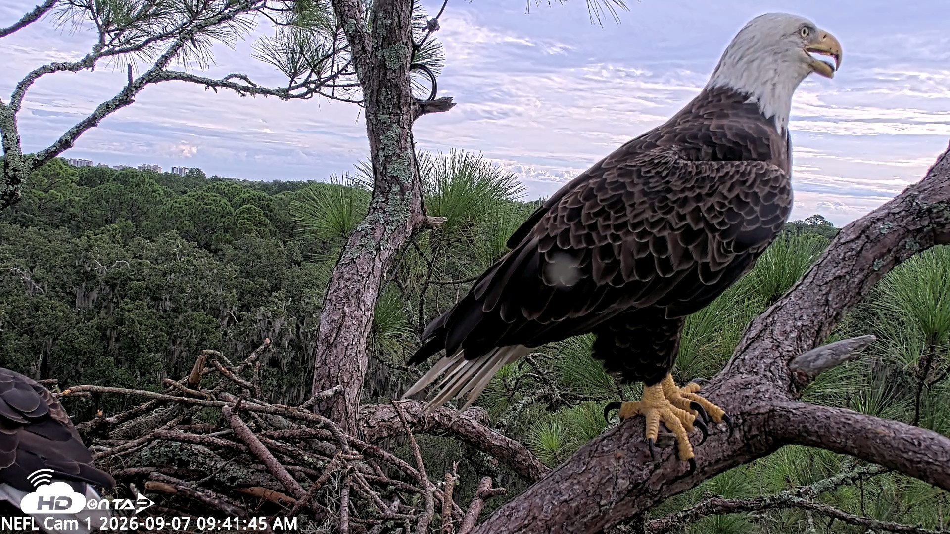 Snapshot of NE Florida Eagles Live Webcam taken Sep 7, 2026, 9:42am EDT