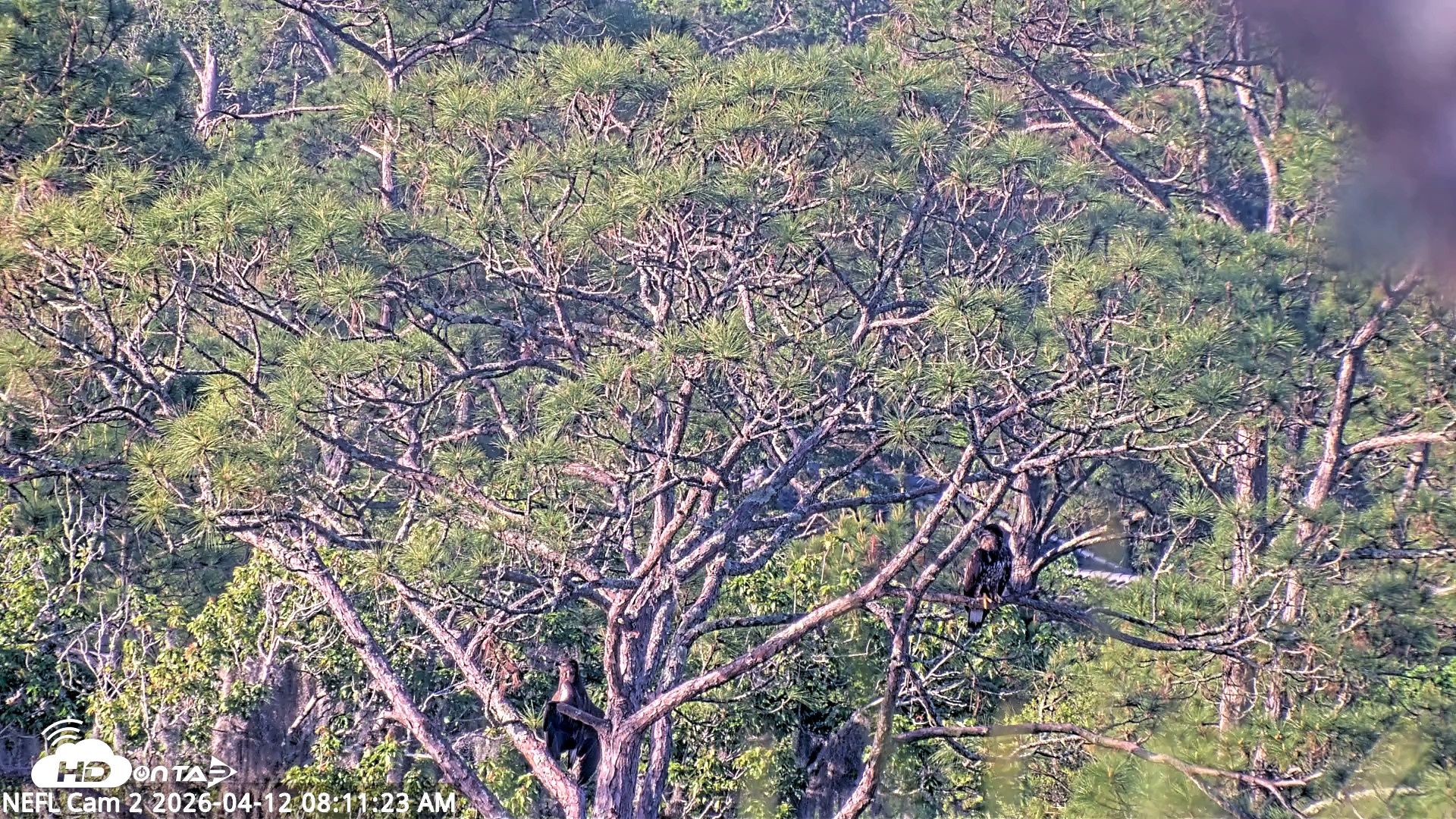 Snapshot of NE Florida Eagles Live Webcam taken Apr 12, 2026, 8:13am EDT