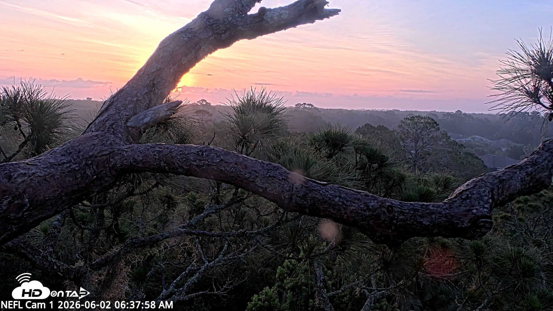 Snapshot of NE Florida Eagles Live Webcam taken Jun 2, 2026, 6:38am EDT