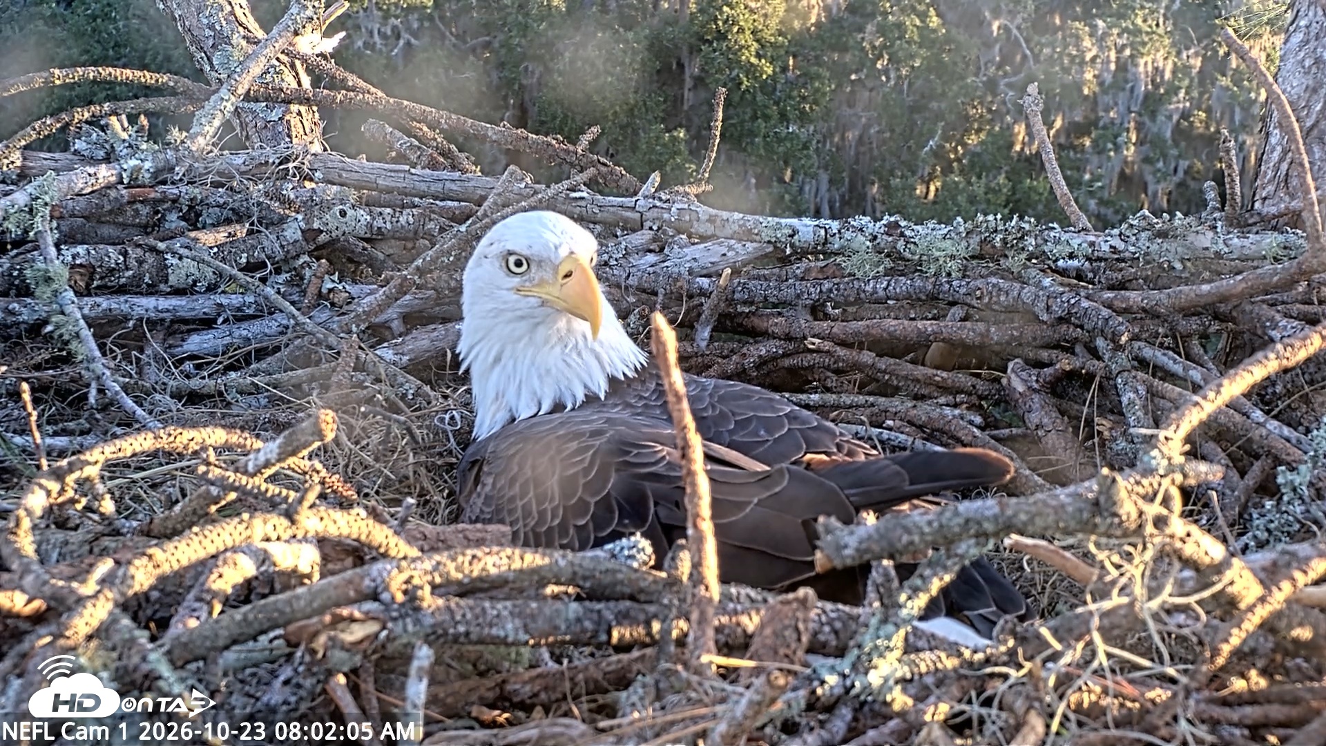 Snapshot of NE Florida Eagles Live Webcam taken Oct 23, 2026, 8:02am EDT