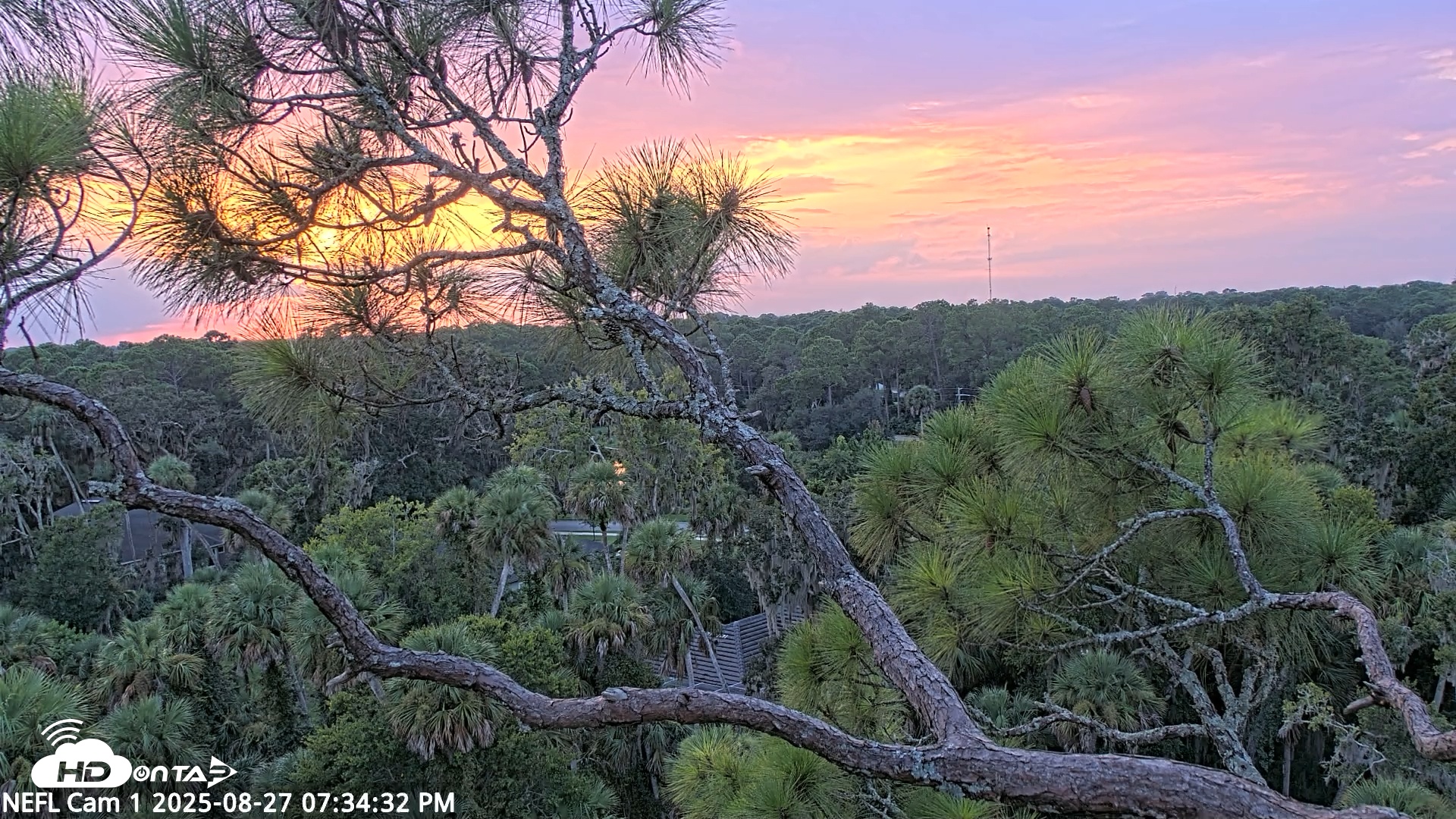 Snapshot of NE Florida Eagles Live Webcam taken Aug 27, 2025, 7:35pm EDT