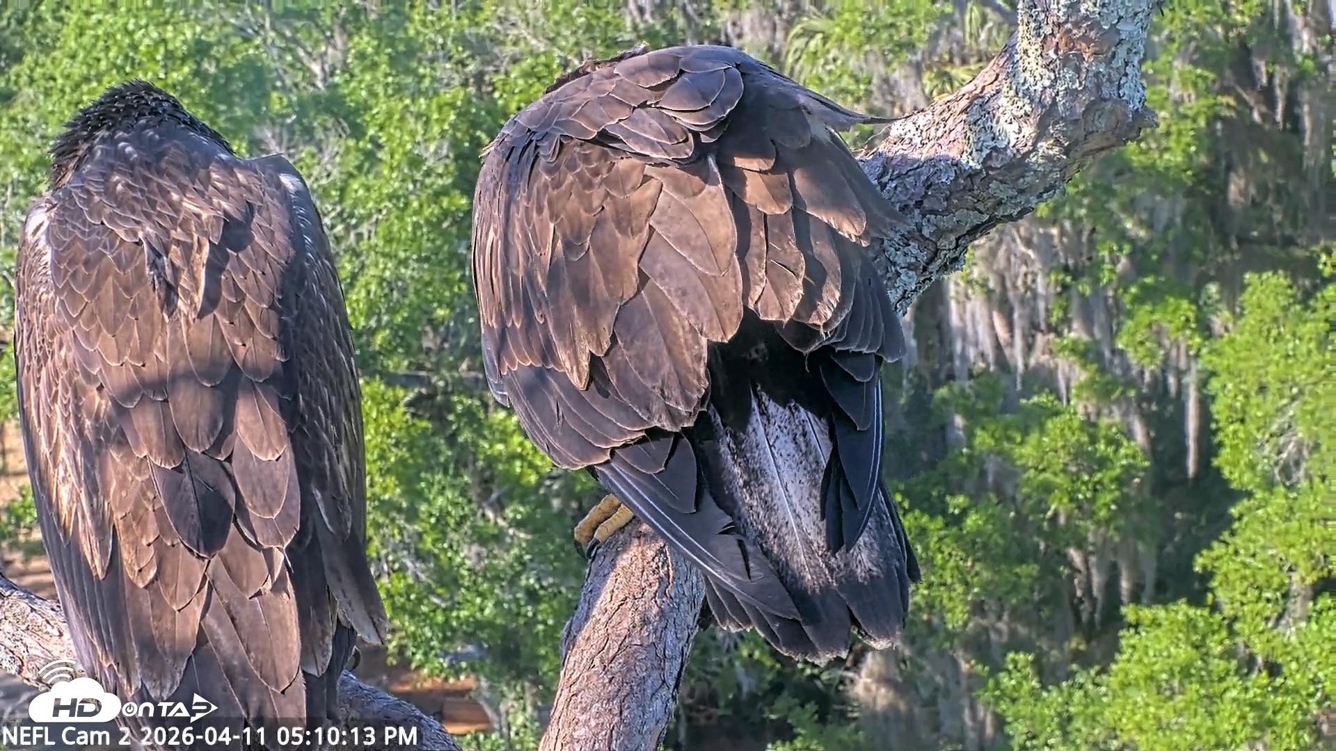 Snapshot of NE Florida Eagles Live Webcam taken Apr 11, 2026, 5:10pm EDT