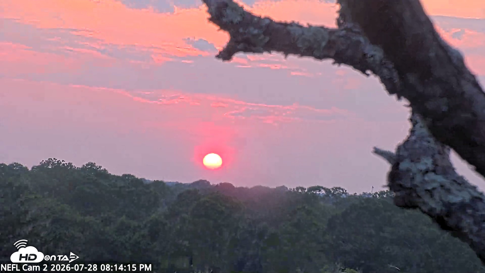 Snapshot of NE Florida Eagles Live Webcam taken Jul 28, 2026, 8:15pm EDT