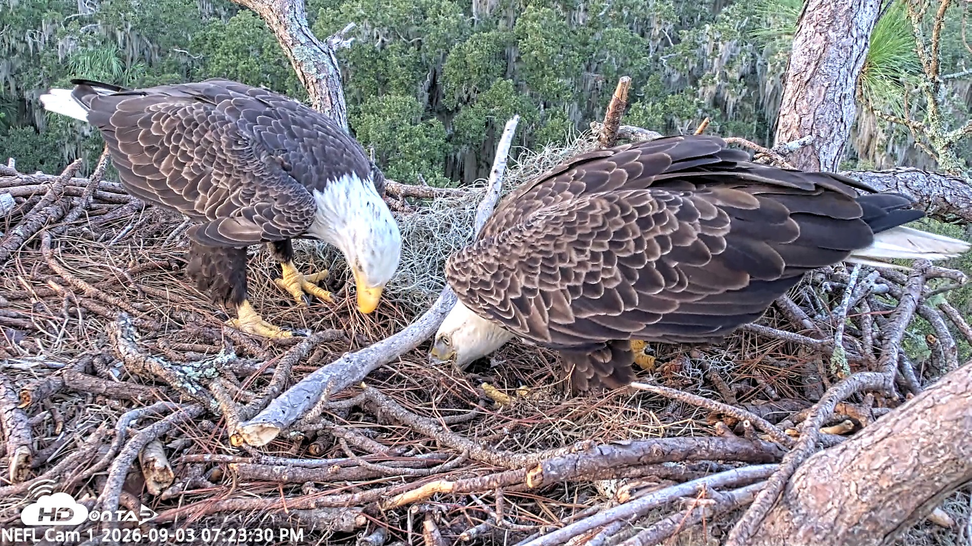 Snapshot of NE Florida Eagles Live Webcam taken Sep 3, 2026, 7:24pm EDT