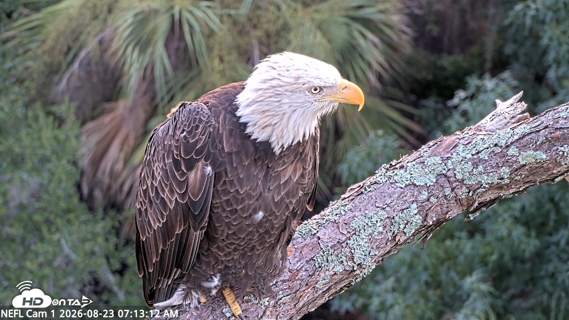 Snapshot of NE Florida Eagles Live Webcam taken Aug 23, 2026, 7:14am EDT