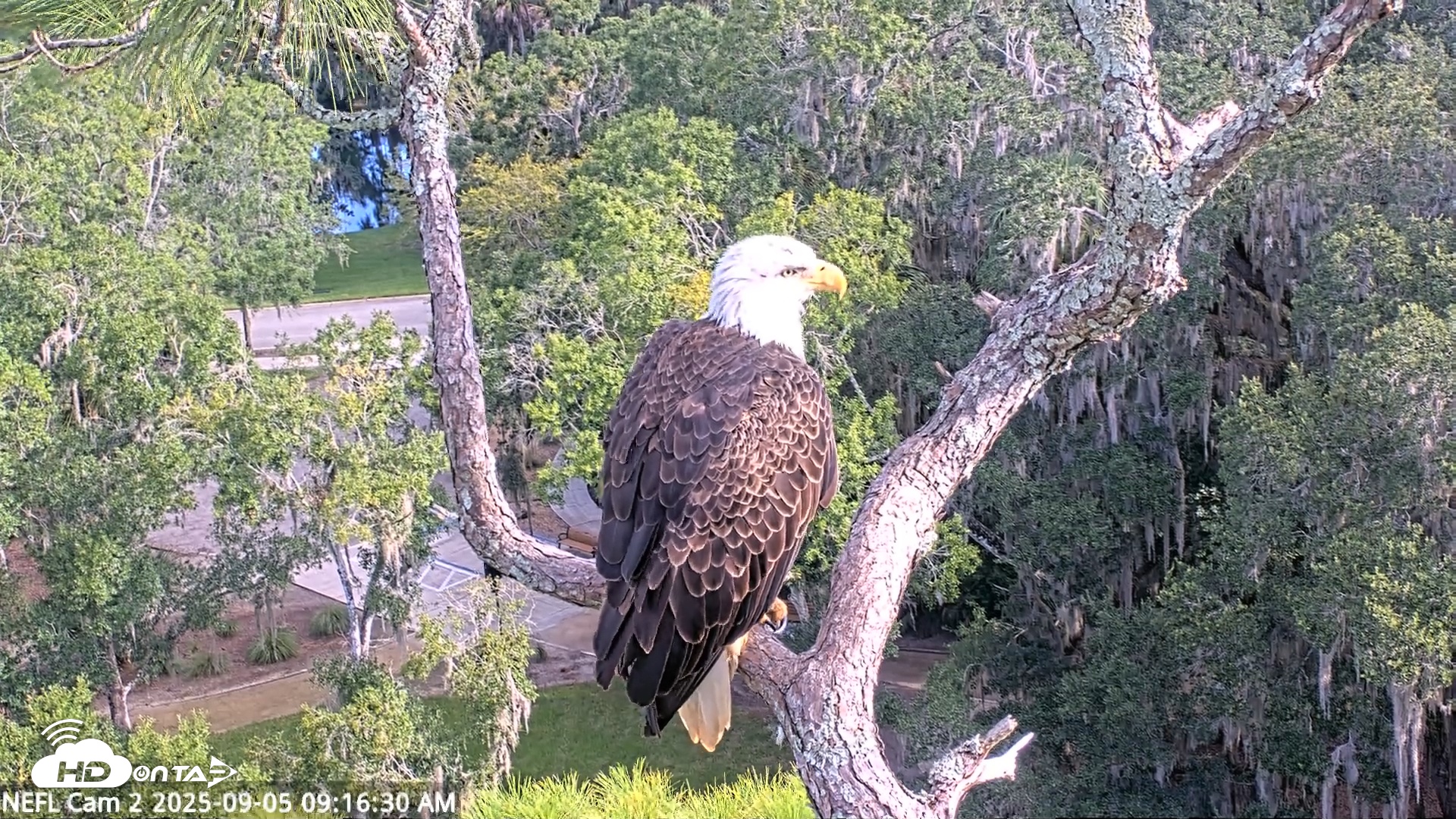 Snapshot of NE Florida Eagles Live Webcam taken Sep 5, 2025, 9:17am EDT