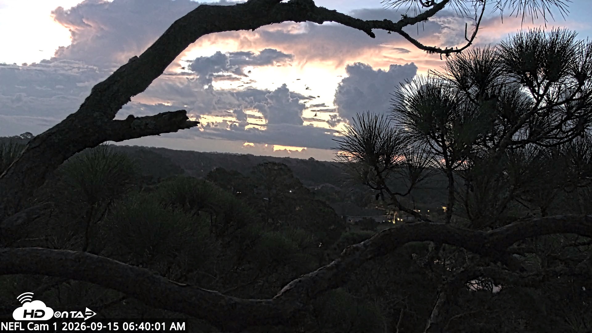 Snapshot of NE Florida Eagles Live Webcam taken Sep 15, 2026, 6:42am EDT