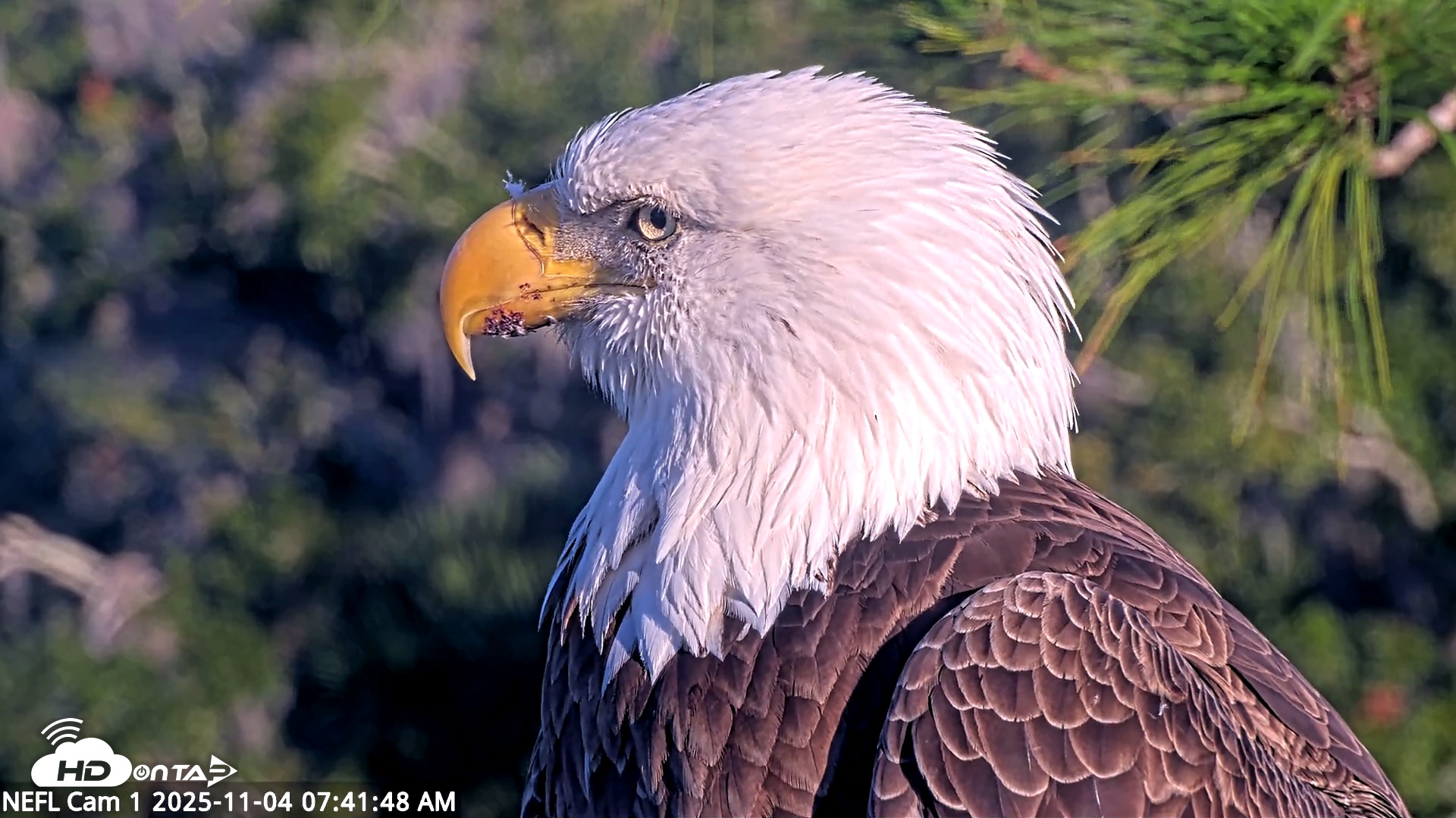Snapshot of NE Florida Eagles Live Webcam taken Nov 4, 2025, 7:42am EST