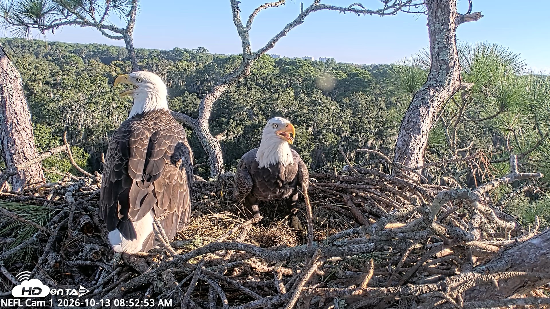 Snapshot of NE Florida Eagles Live Webcam taken Oct 13, 2026, 8:53am EDT