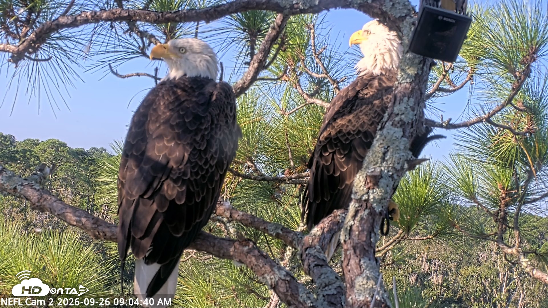 Snapshot of NE Florida Eagles Live Webcam taken Sep 26, 2026, 9:05am EDT