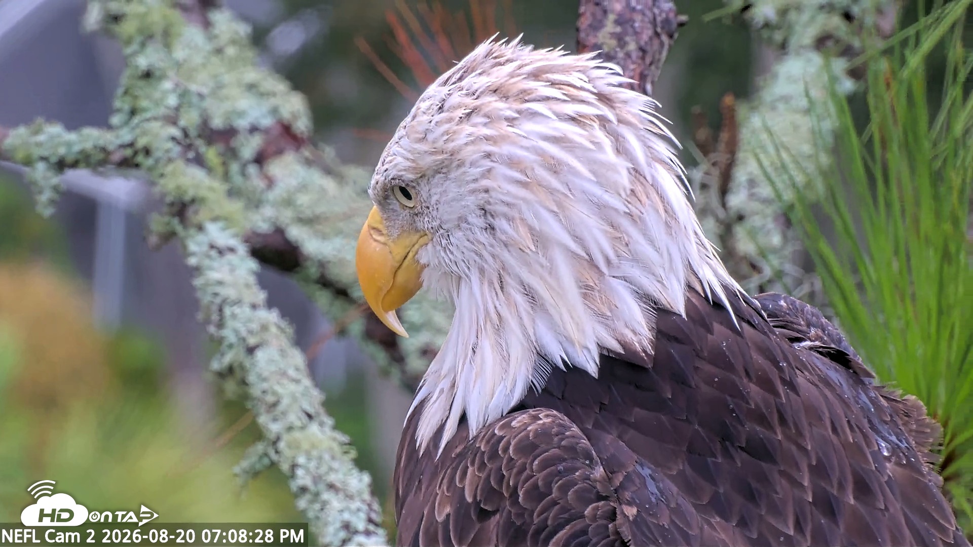 Snapshot of NE Florida Eagles Live Webcam taken Aug 20, 2026, 7:09pm EDT