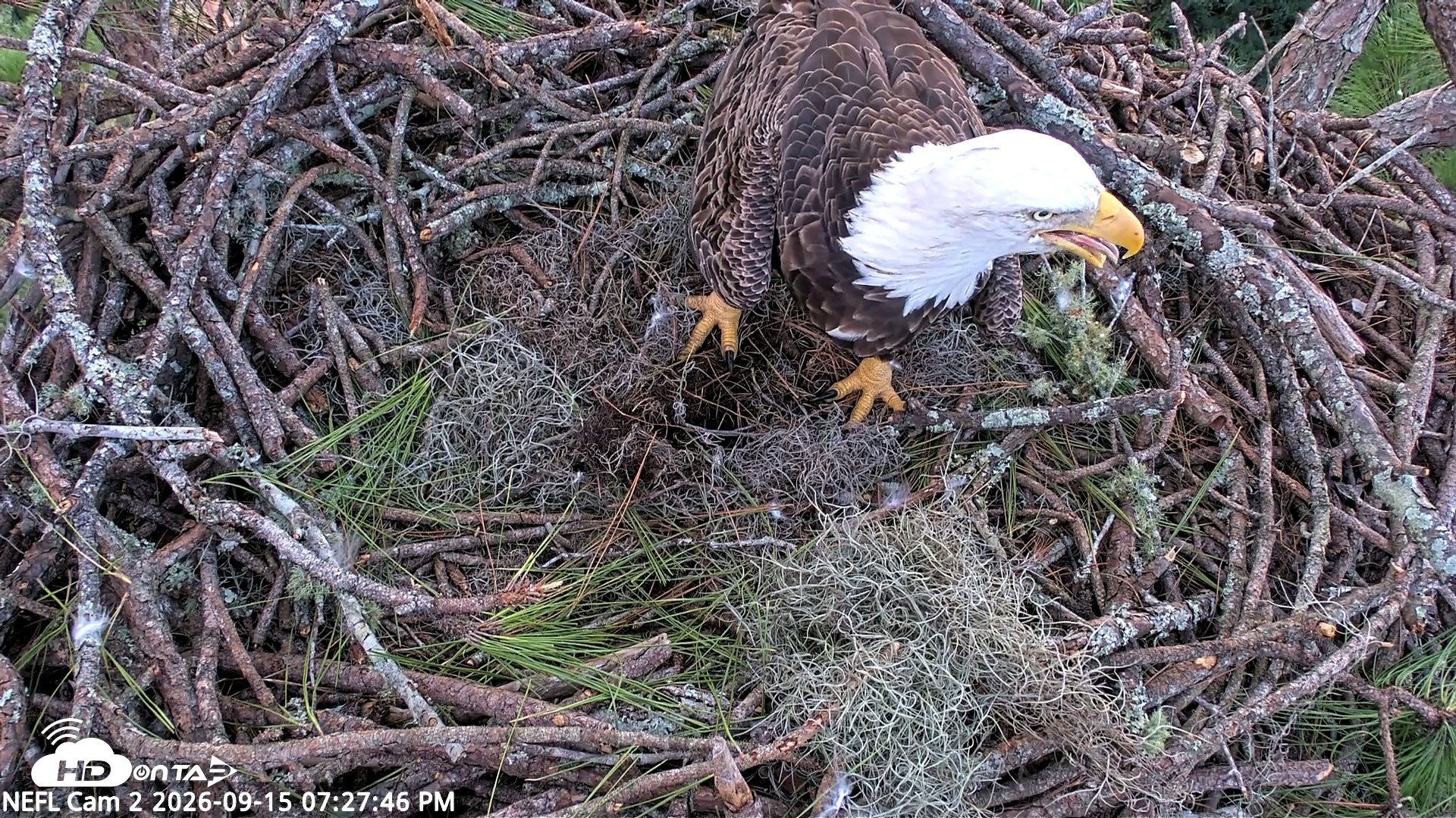 Snapshot of NE Florida Eagles Live Webcam taken Sep 15, 2026, 7:28pm EDT