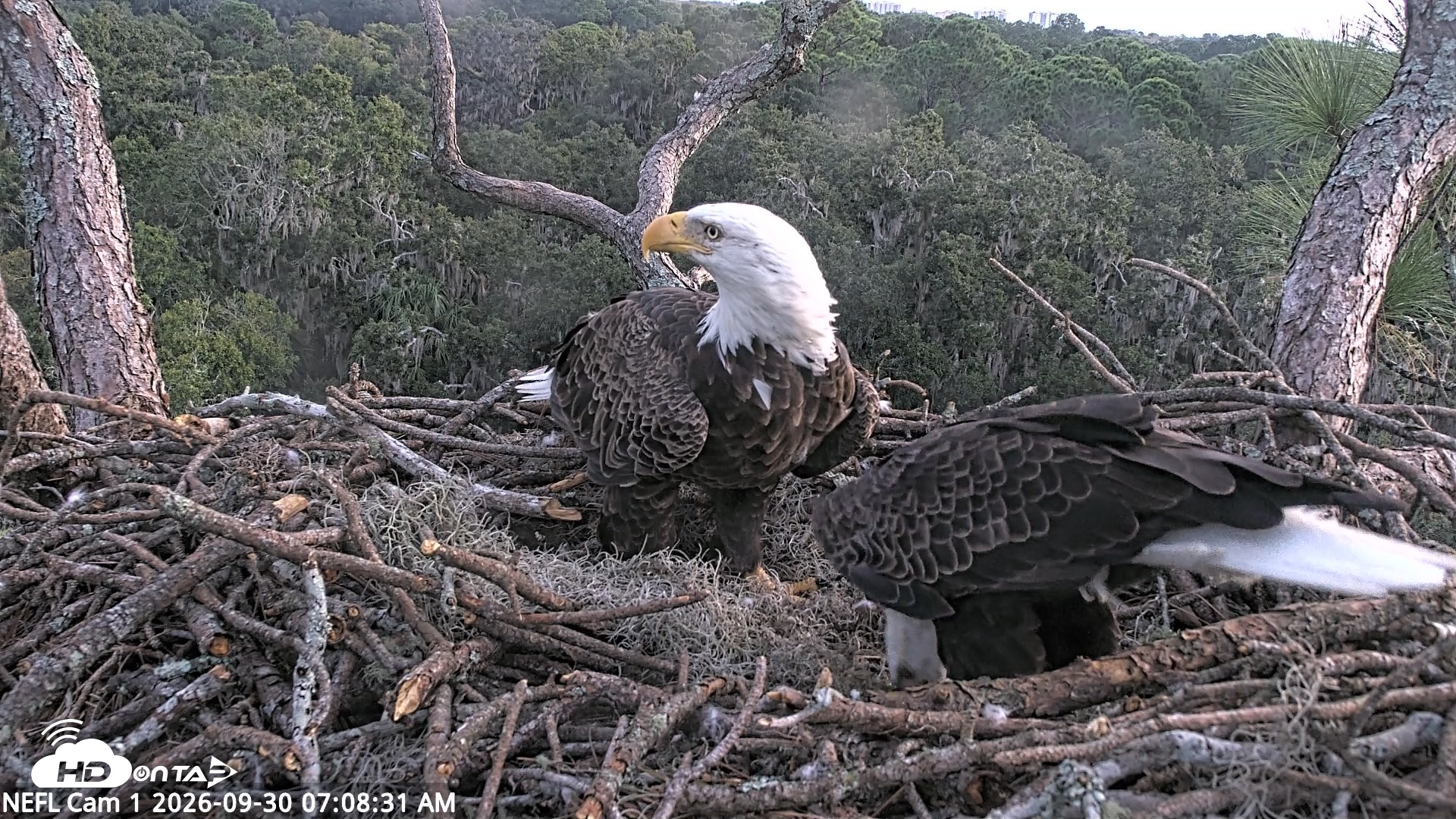 Snapshot of NE Florida Eagles Live Webcam taken Sep 30, 2026, 7:09am EDT