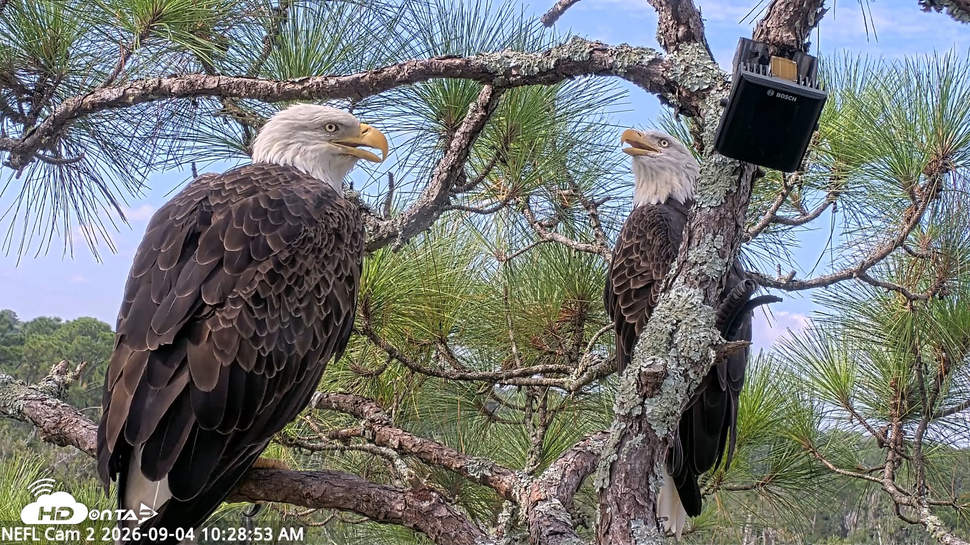Snapshot of NE Florida Eagles Live Webcam taken Sep 4, 2026, 10:29am EDT