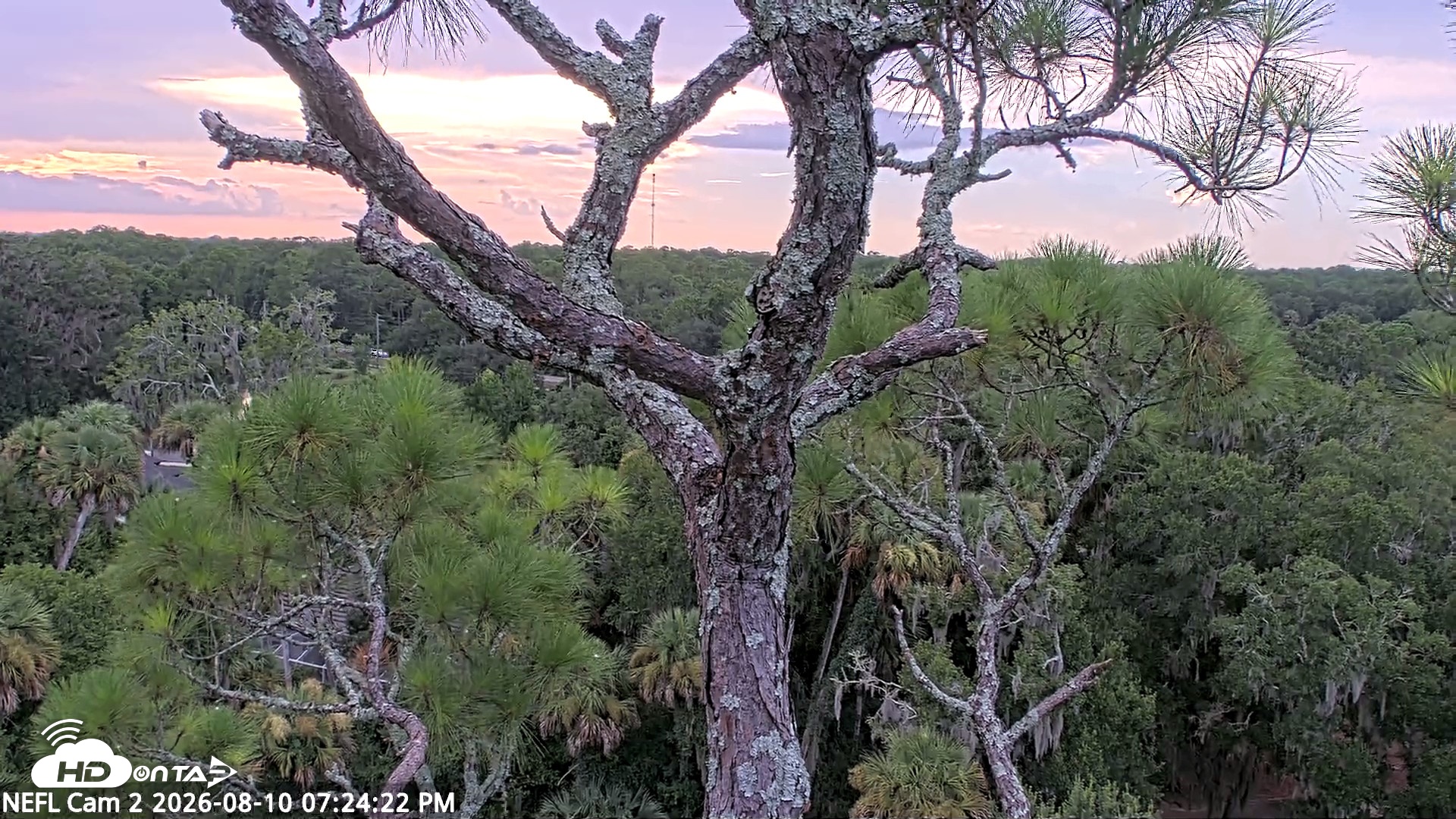 Snapshot of NE Florida Eagles Live Webcam taken Aug 10, 2026, 7:25pm EDT