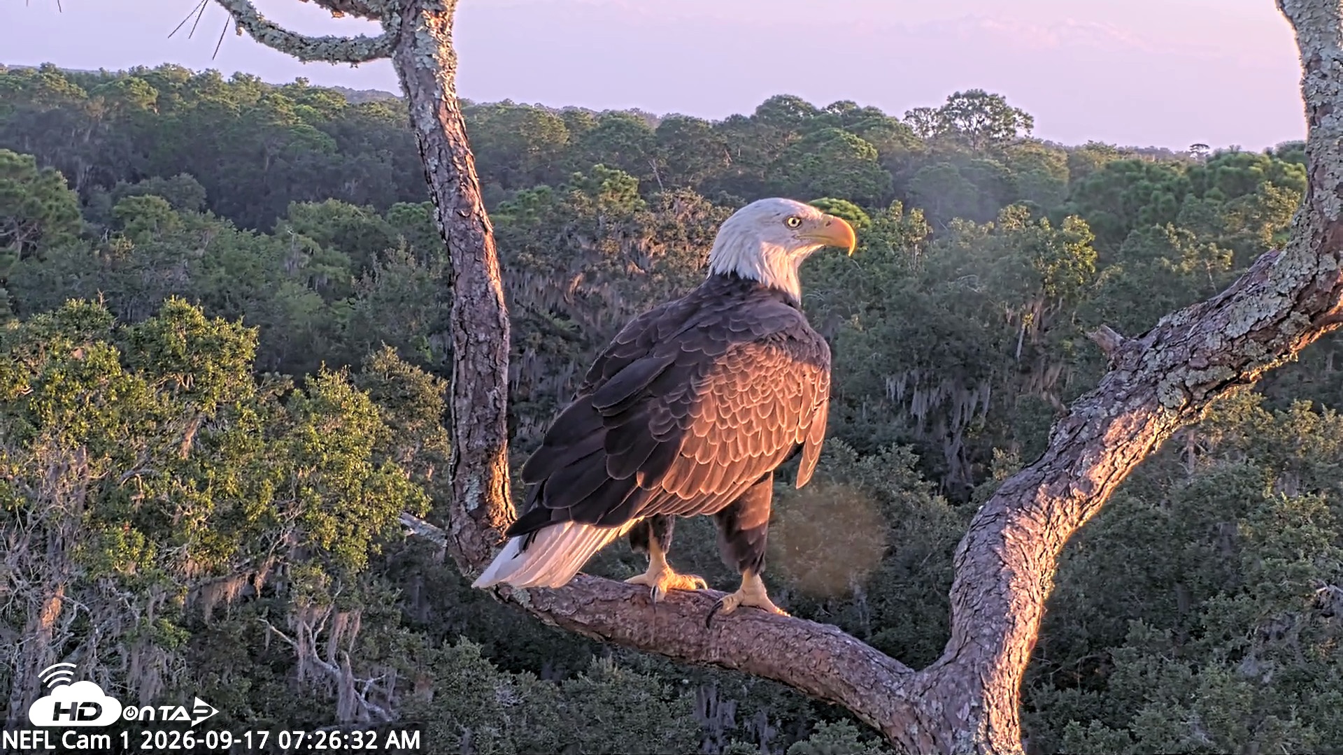 Snapshot of NE Florida Eagles Live Webcam taken Sep 17, 2026, 7:27am EDT