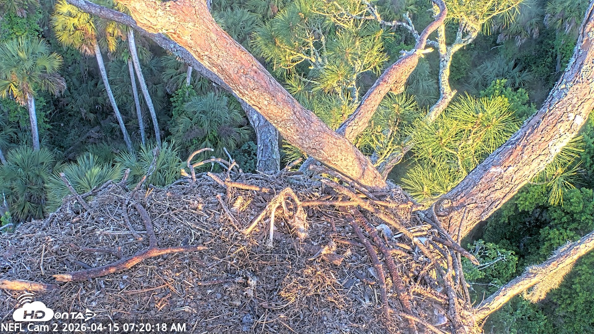 Snapshot of NE Florida Eagles Live Webcam taken Apr 15, 2026, 7:21am EDT