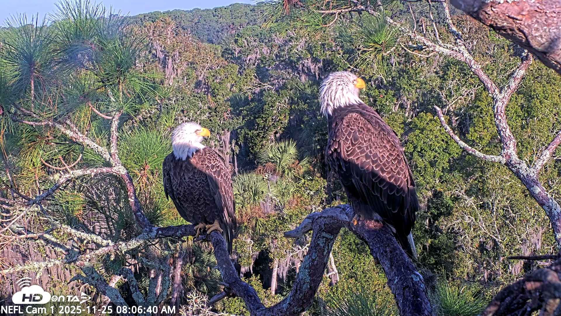 Snapshot of NE Florida Eagles Live Webcam taken Nov 25, 2025, 8:07am EST