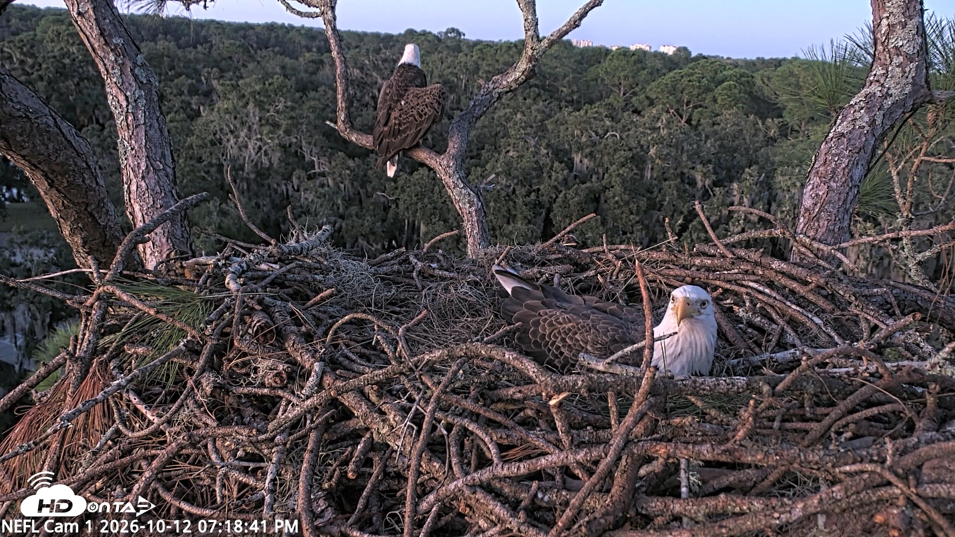 Snapshot of NE Florida Eagles Live Webcam taken Oct 12, 2026, 7:19pm EDT