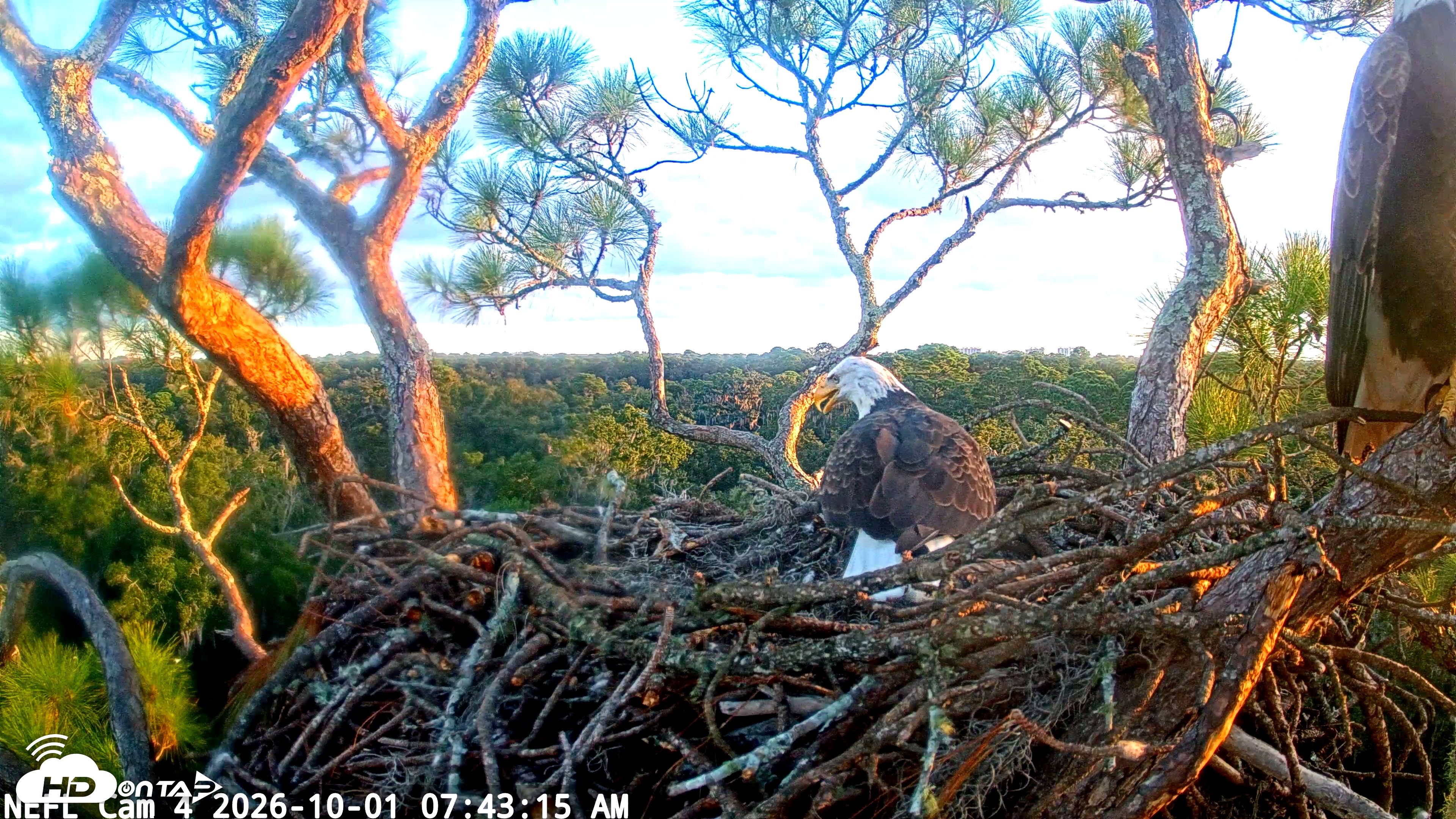 Snapshot of NE Florida Eagles Live Webcam taken Oct 1, 2026, 7:44am EDT