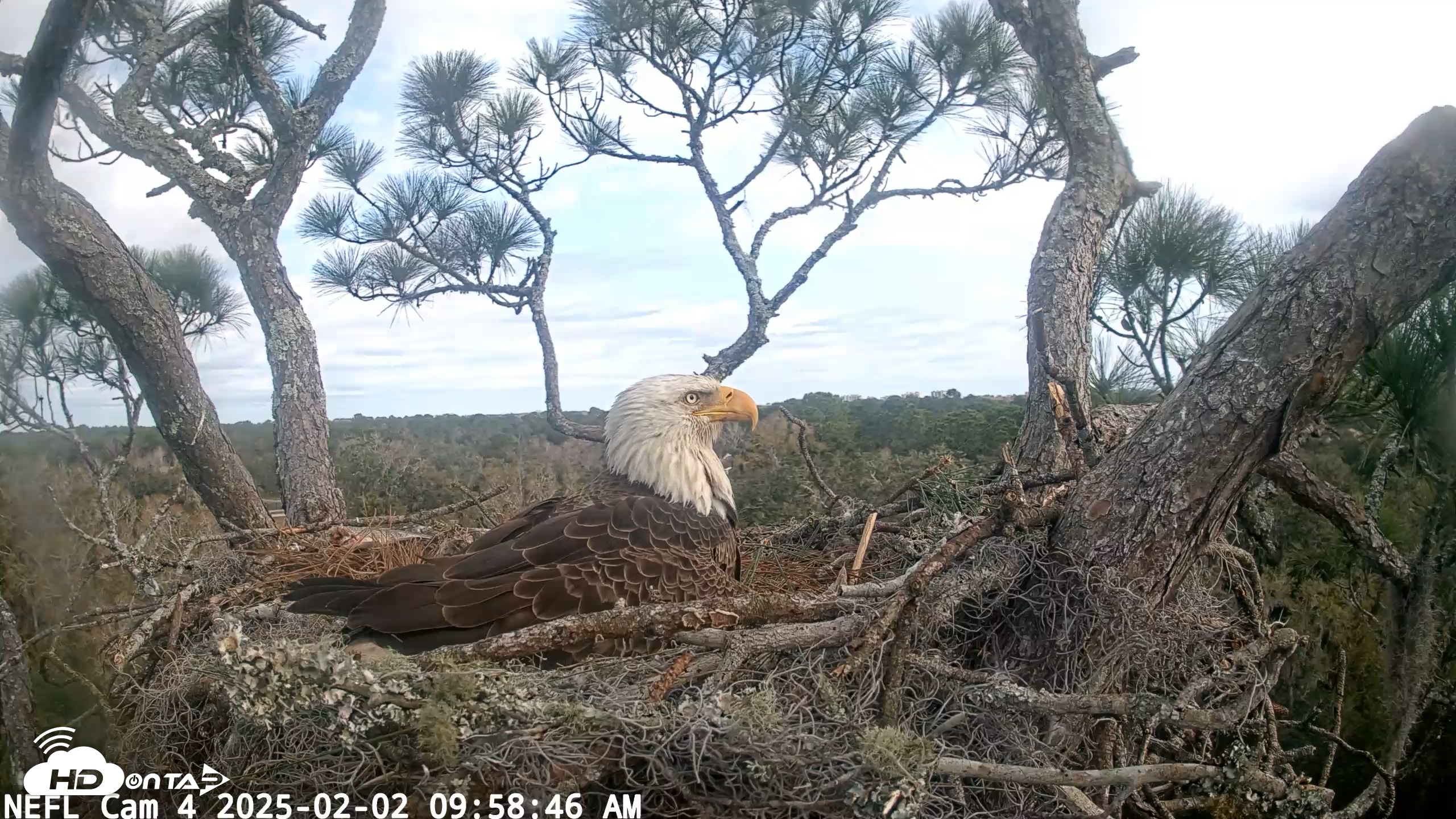 Snapshot of NE Florida Eagles Live Webcam taken Feb 2, 2025, 9:58am EST