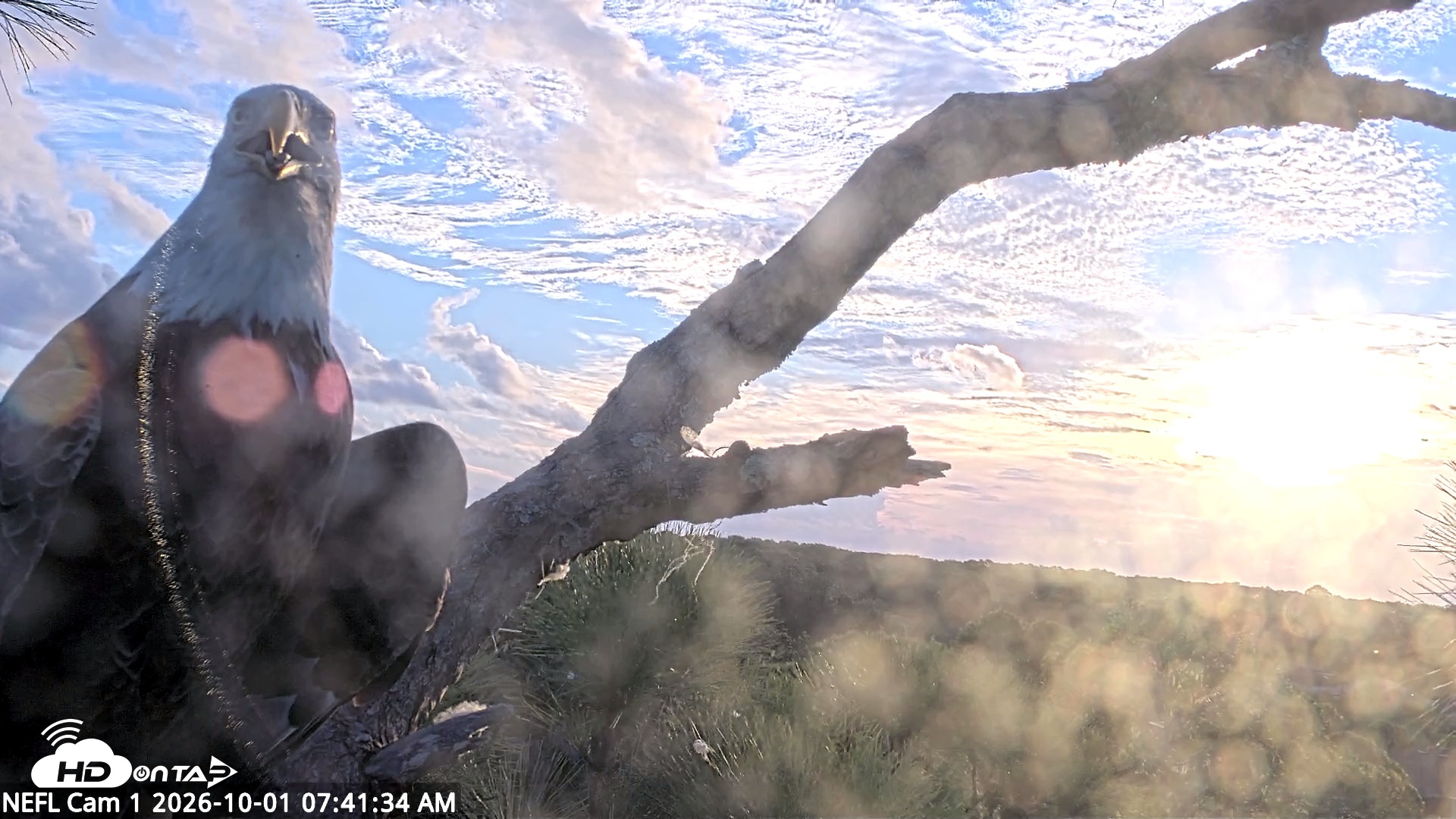 Snapshot of NE Florida Eagles Live Webcam taken Oct 1, 2026, 7:42am EDT