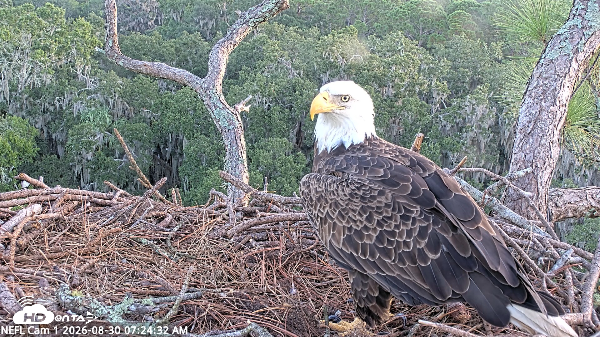Snapshot of NE Florida Eagles Live Webcam taken Aug 30, 2026, 7:25am EDT