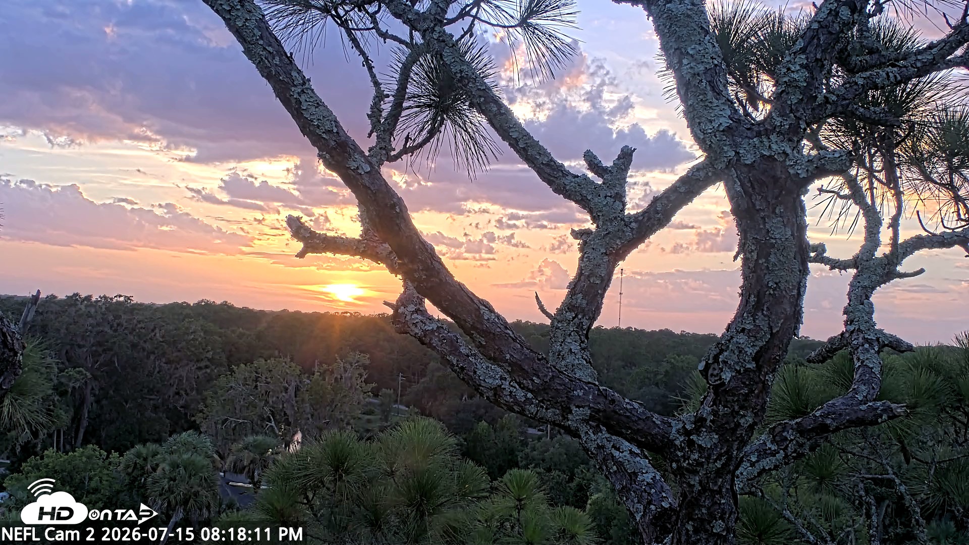 Snapshot of NE Florida Eagles Live Webcam taken Jul 15, 2026, 8:19pm EDT