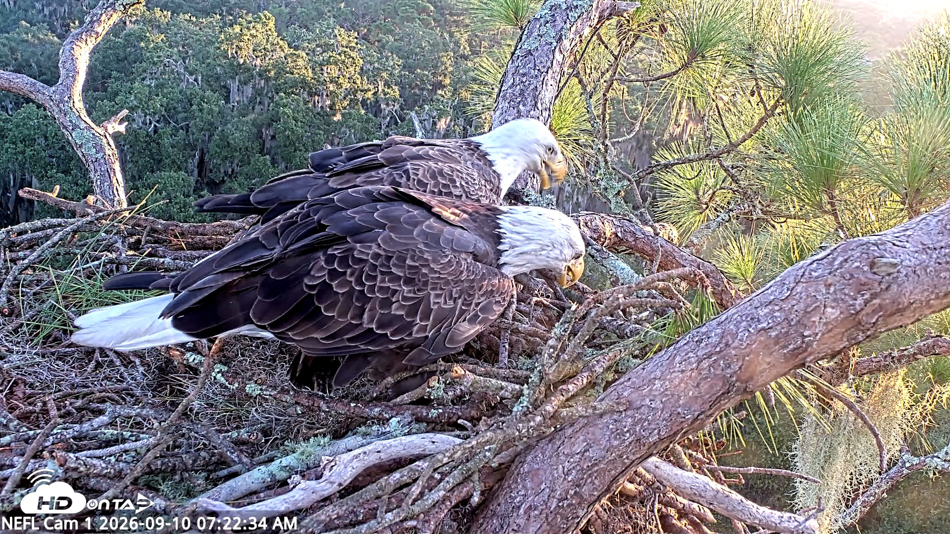 Snapshot of NE Florida Eagles Live Webcam taken Sep 10, 2026, 7:23am EDT