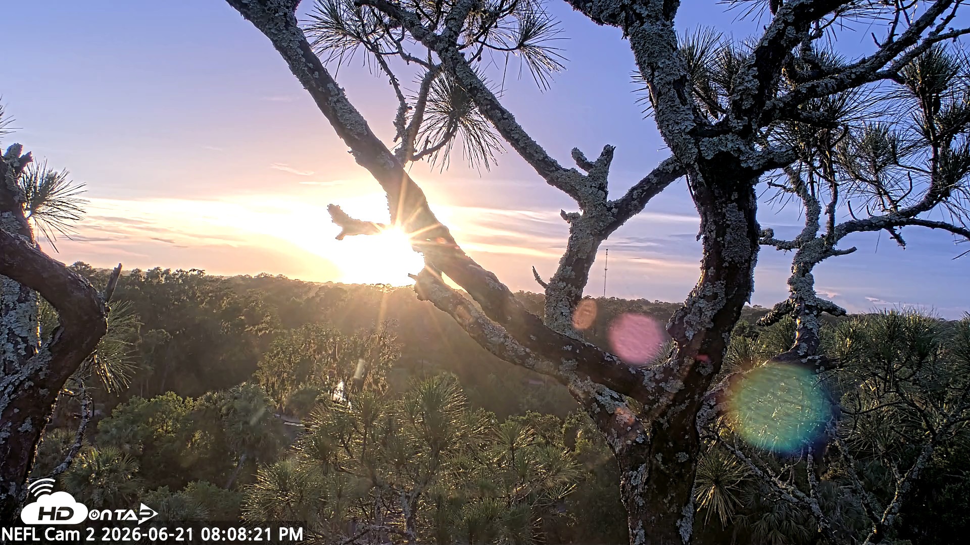 Snapshot of NE Florida Eagles Live Webcam taken Jun 21, 2026, 8:09pm EDT