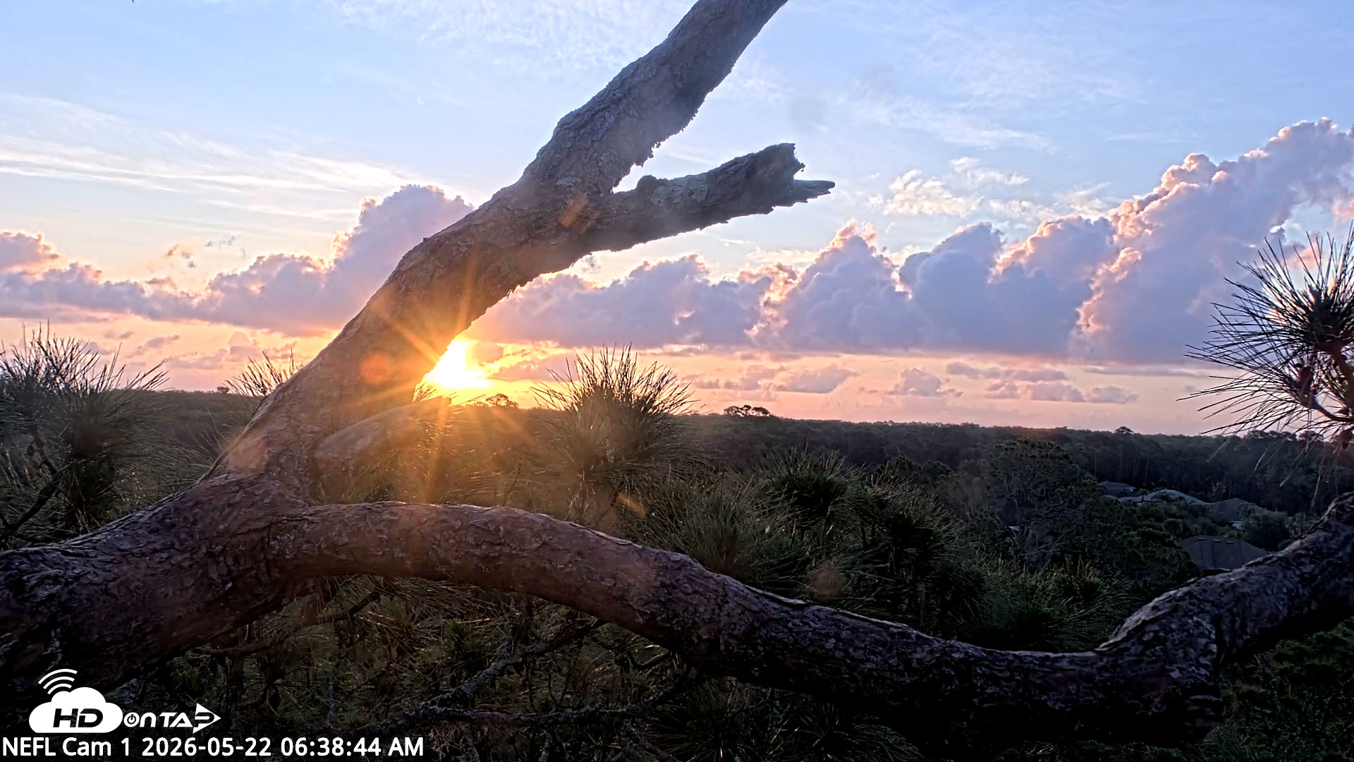 Snapshot of NE Florida Eagles Live Webcam taken May 22, 2026, 6:39am EDT