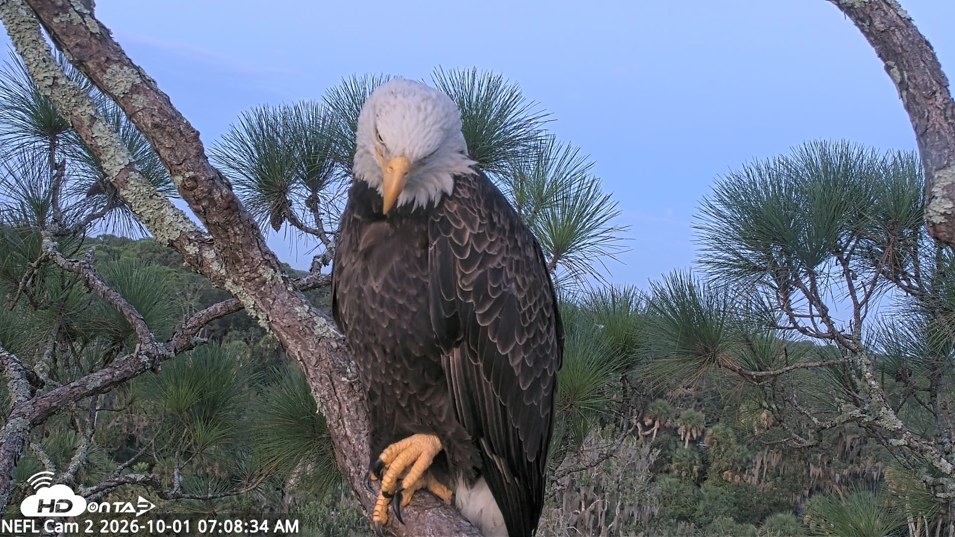 Snapshot of NE Florida Eagles Live Webcam taken Oct 1, 2026, 7:09am EDT