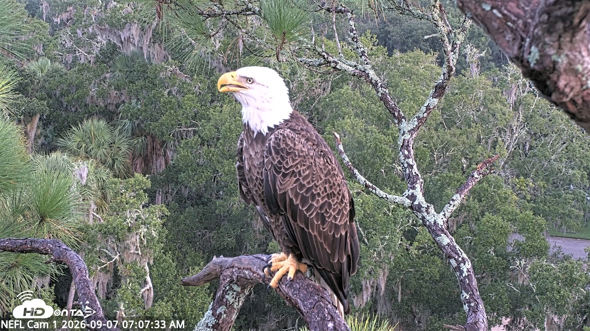 Snapshot of NE Florida Eagles Live Webcam taken Sep 7, 2026, 7:08am EDT