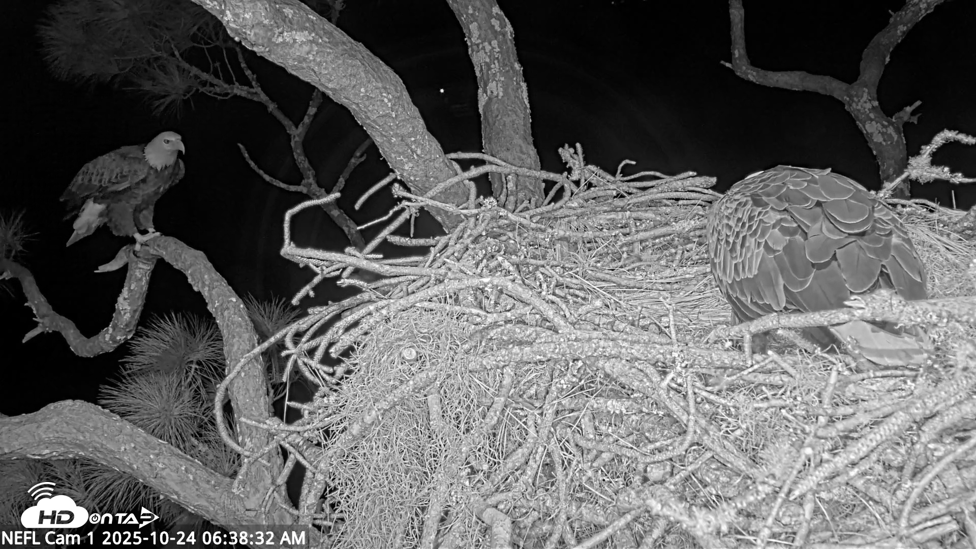 Snapshot of NE Florida Eagles Live Webcam taken Oct 24, 2025, 6:39am EDT