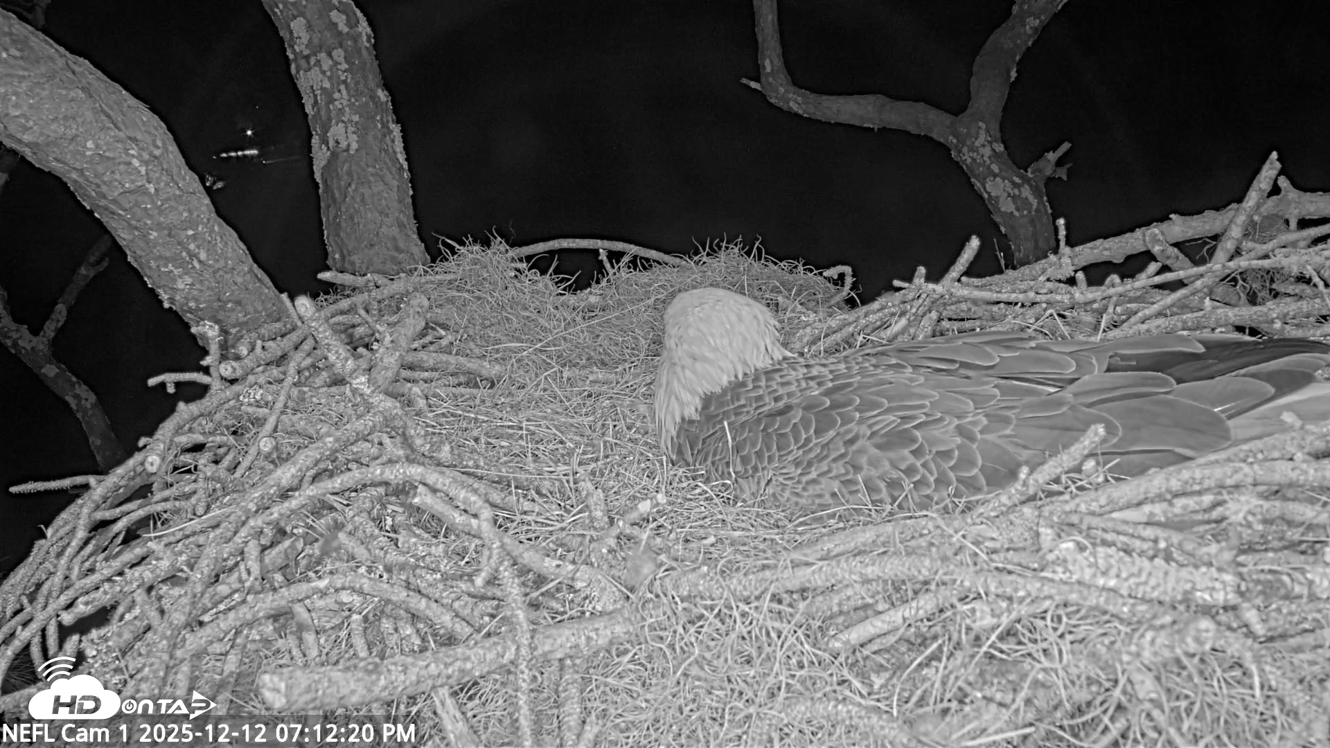 Snapshot of NE Florida Eagles Live Webcam taken Dec 12, 2025, 7:13pm EST