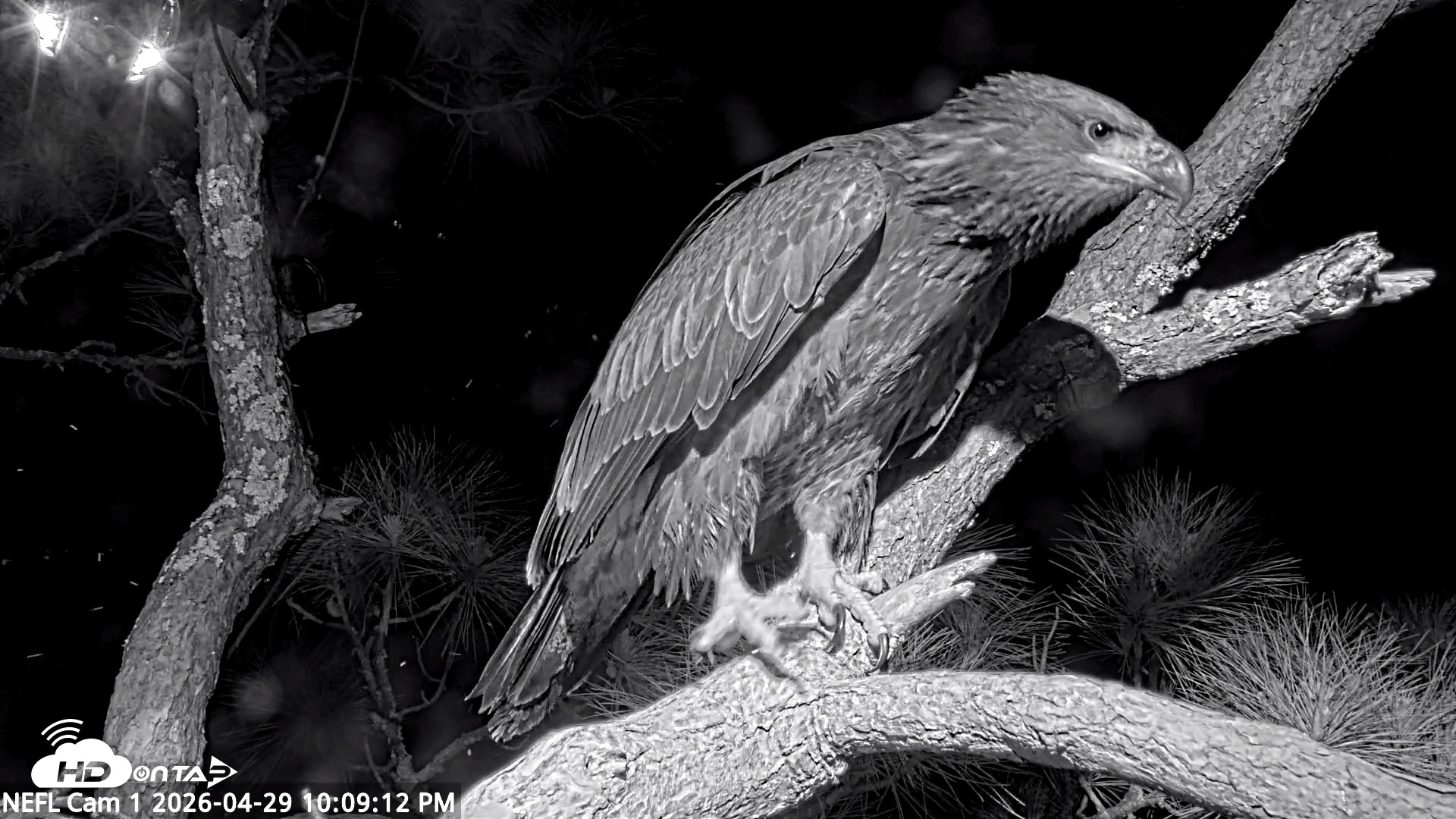 Snapshot of NE Florida Eagles Live Webcam taken Apr 29, 2026, 10:10pm EDT
